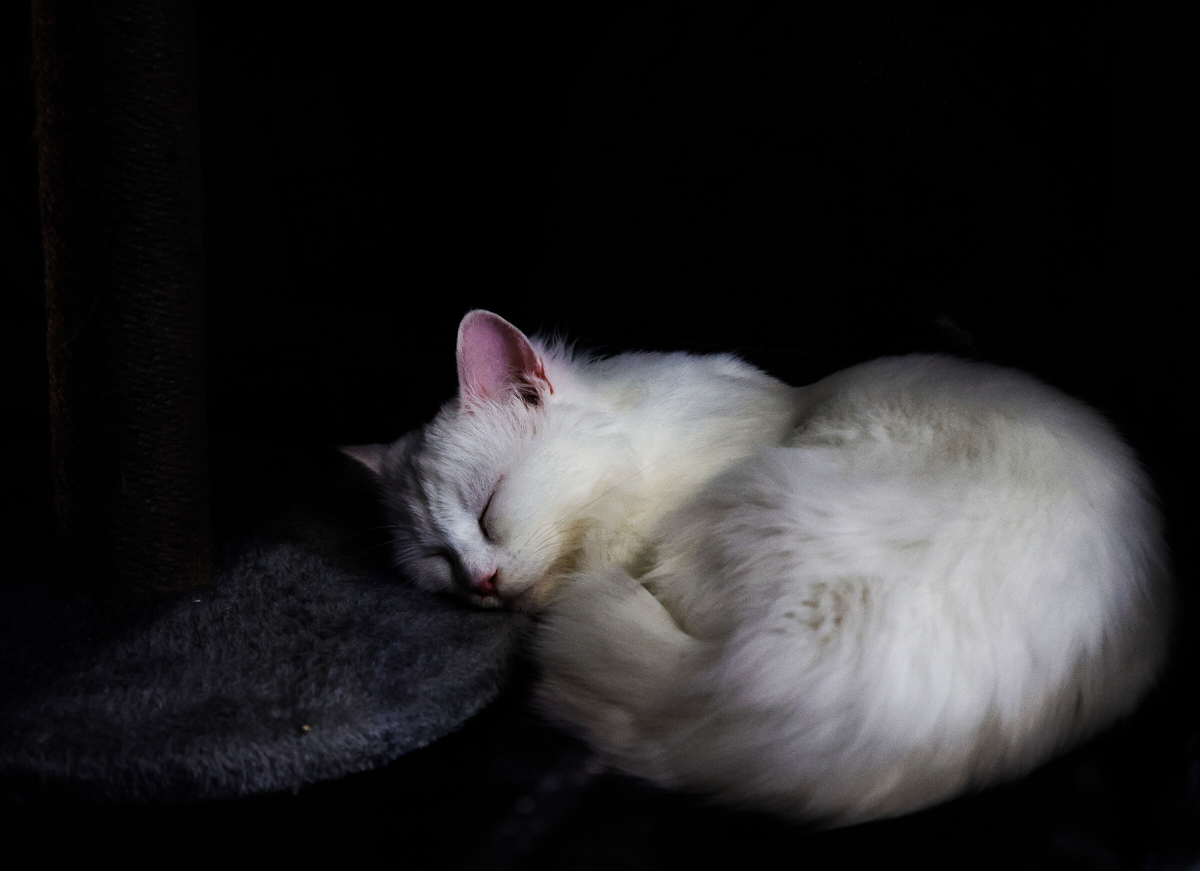 White dream