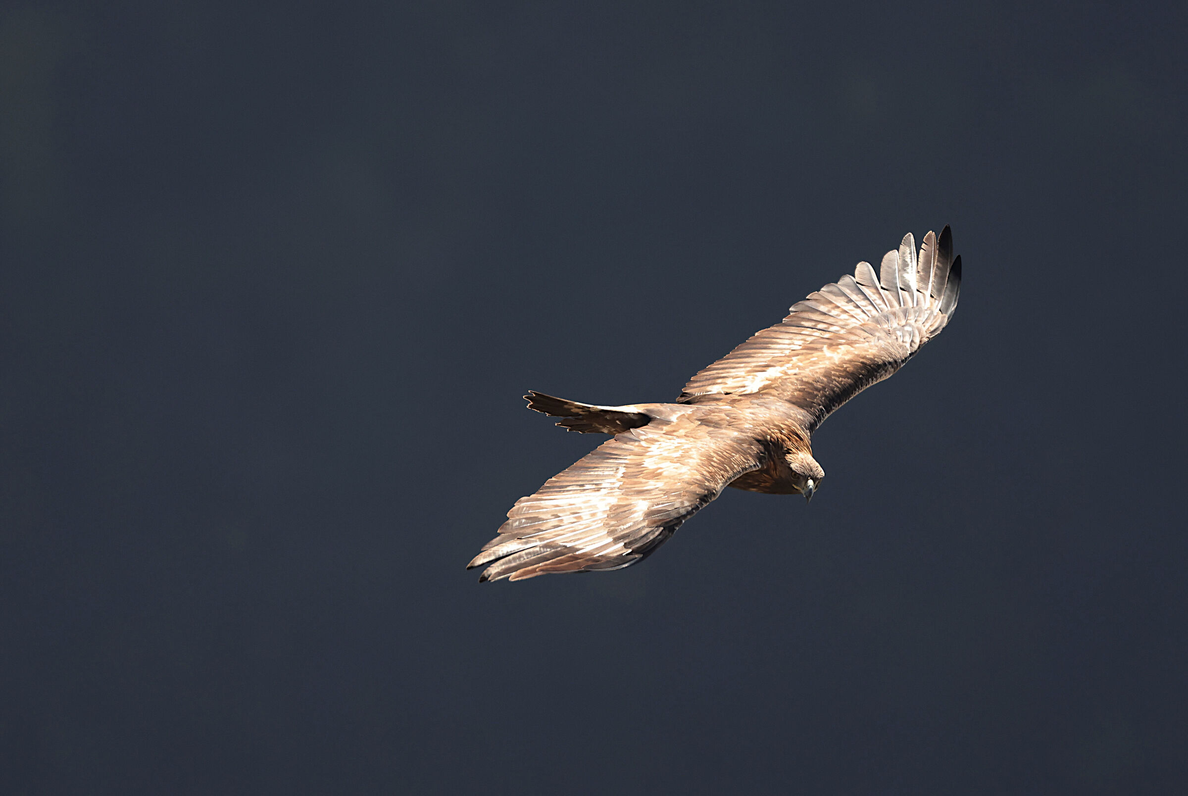Golden Eagle Melfa Gorges