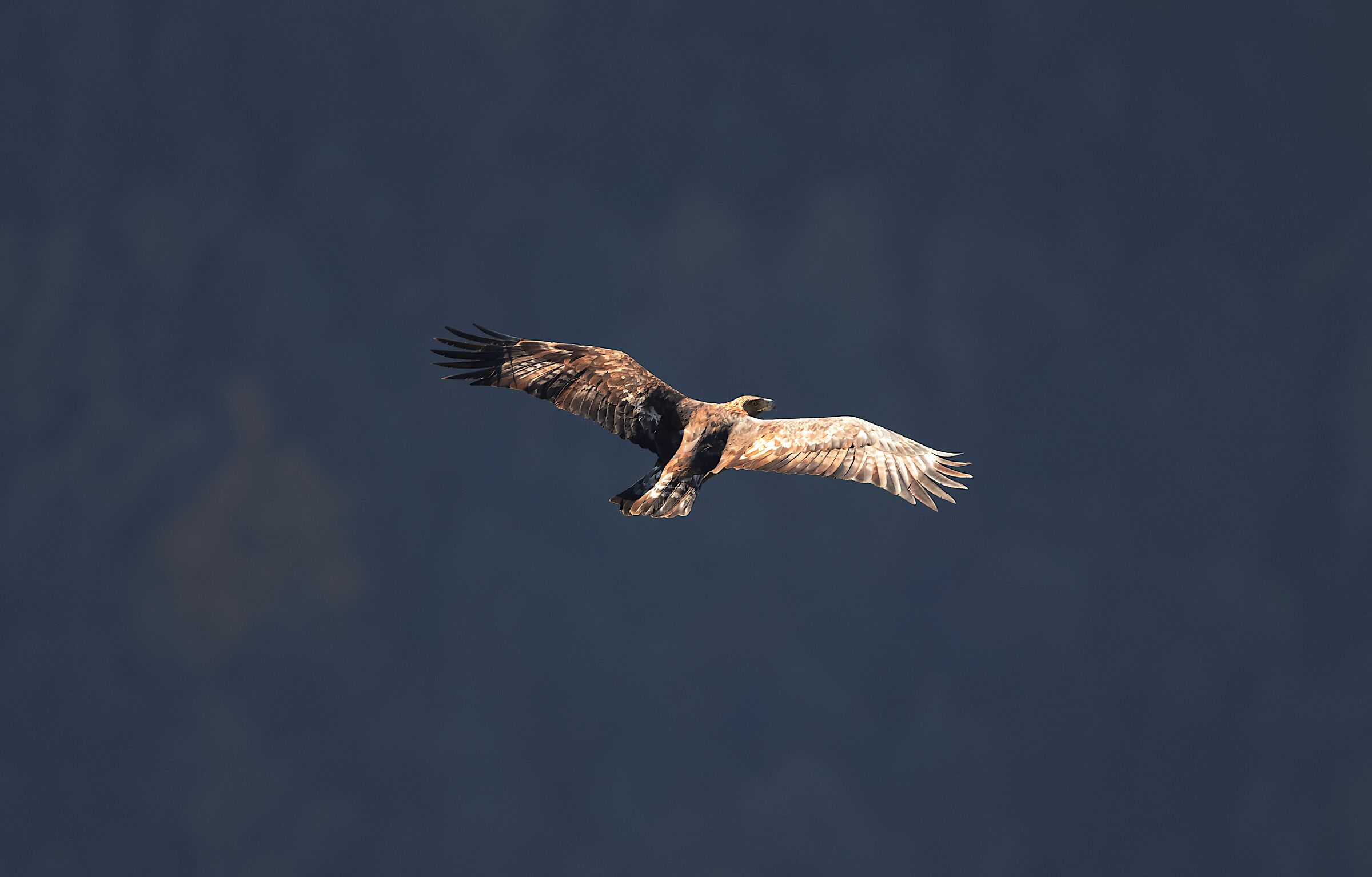 Aquila Reale Gole del Melfa