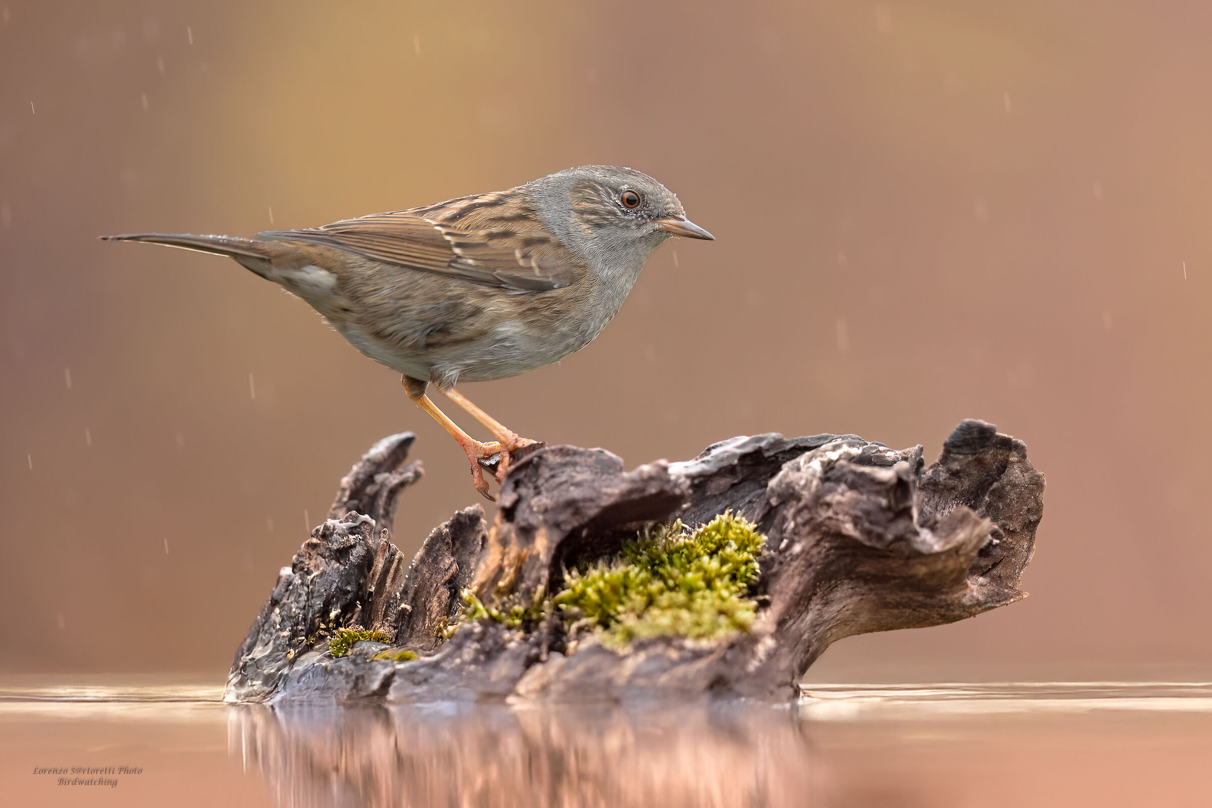 Dunnock