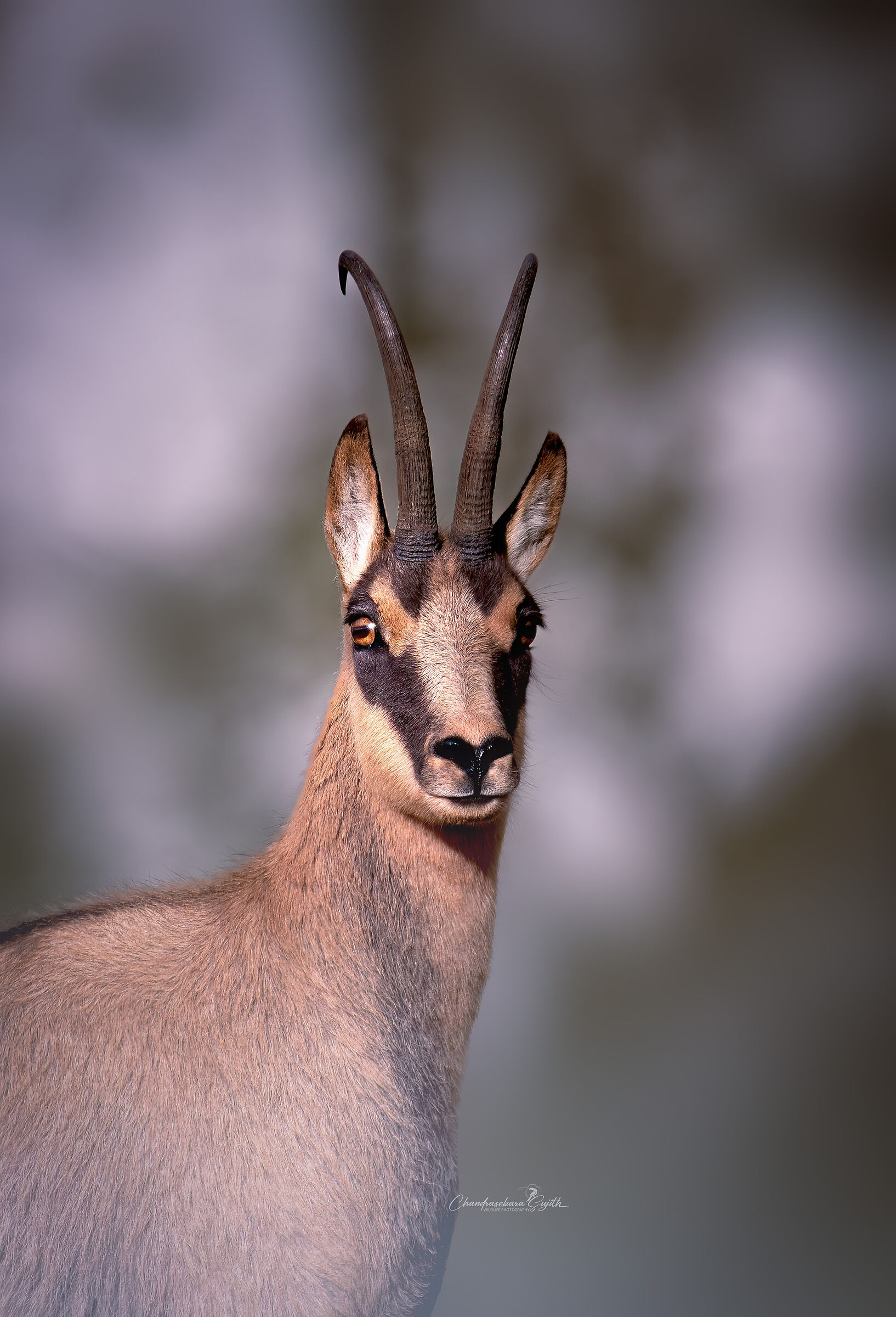 chamois
