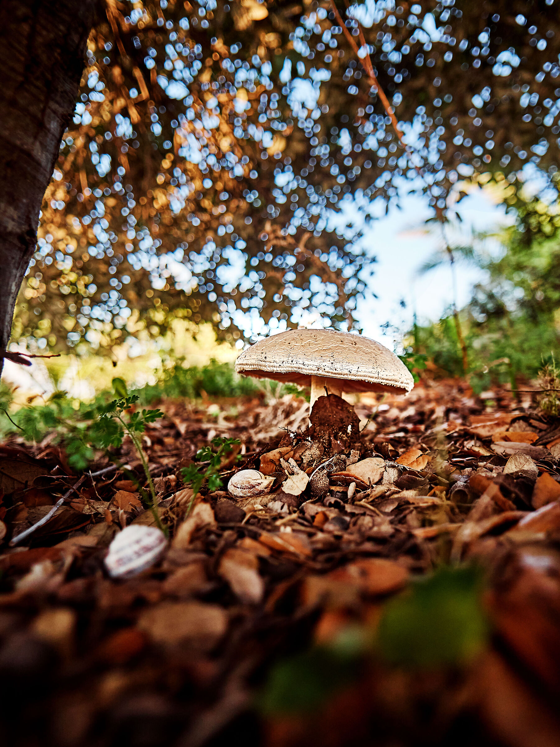 Fungo sotto gli alberi