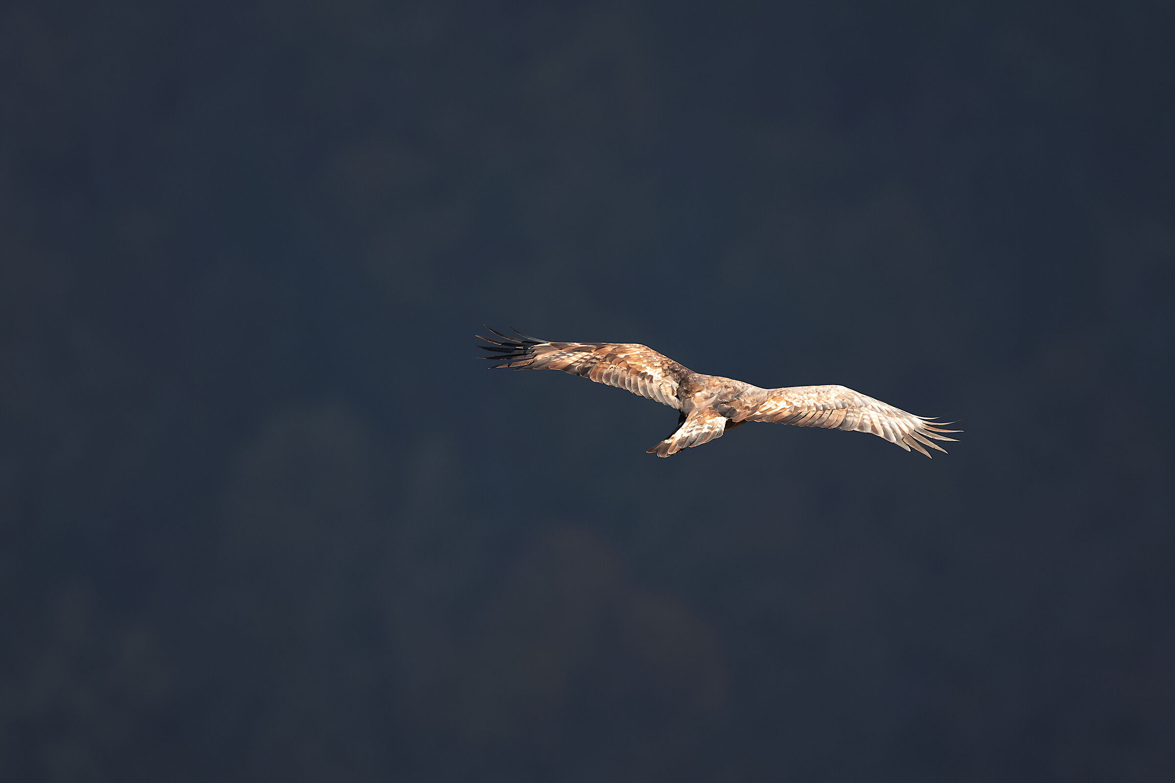 Golden Eagle Melfa Gorges