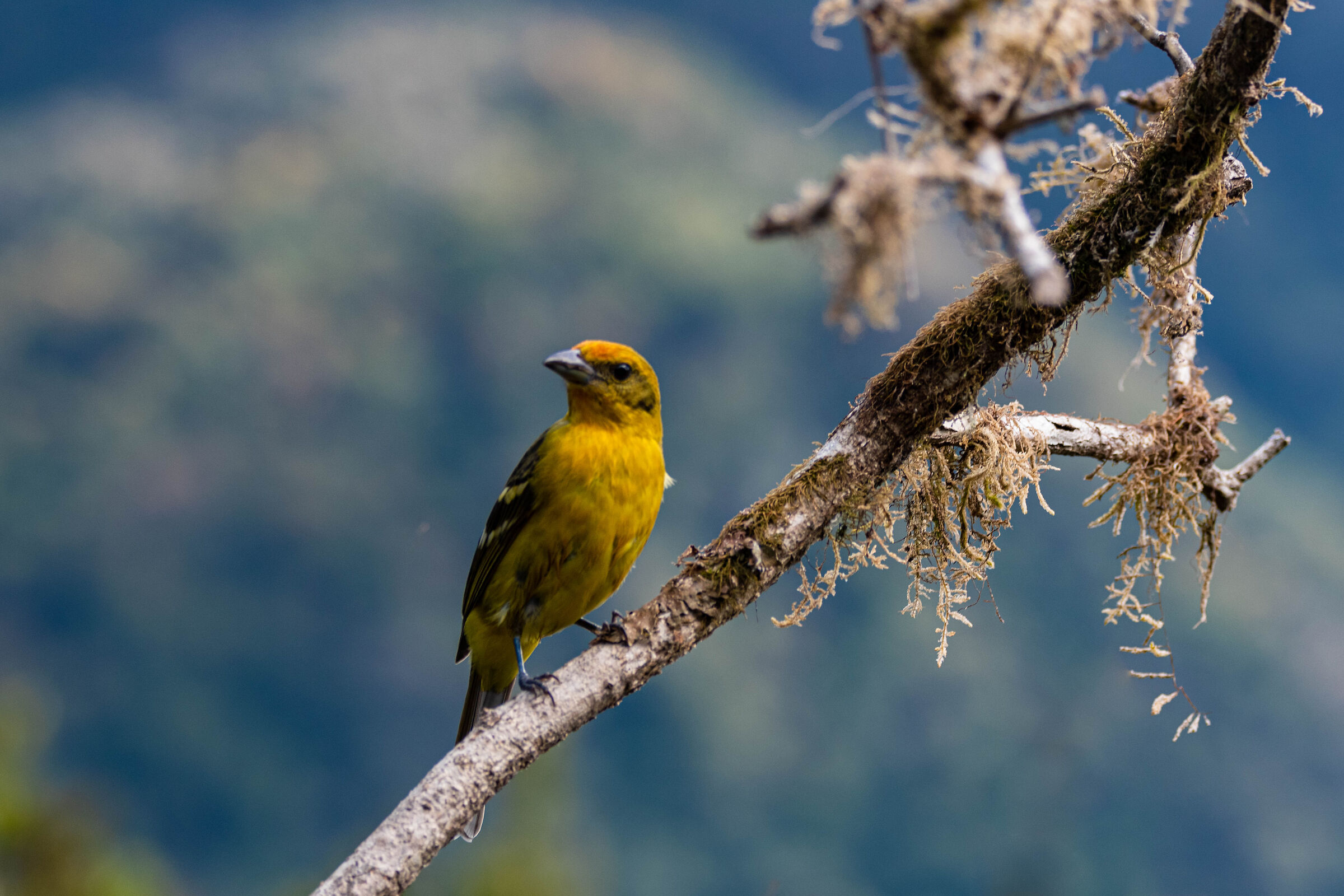 Piranga bidentata (femmina)