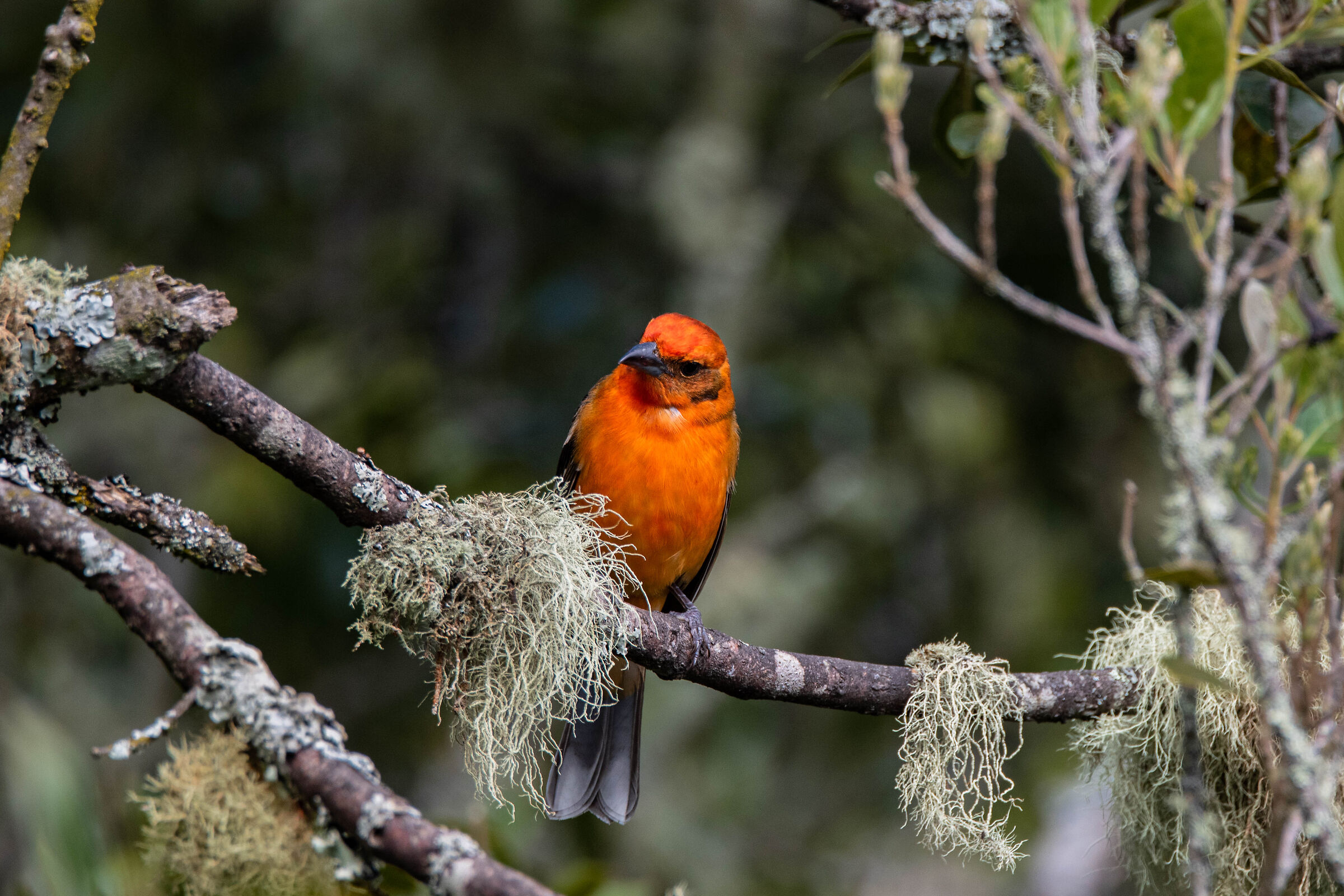 Piranga bidentata (maschio)