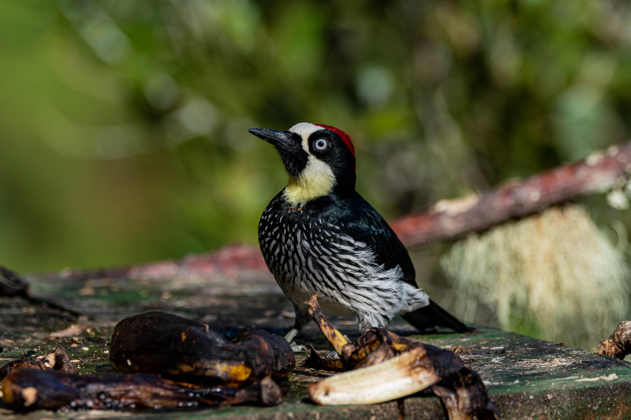 Melanerpes formicivorus - Picchio delle ghiande
