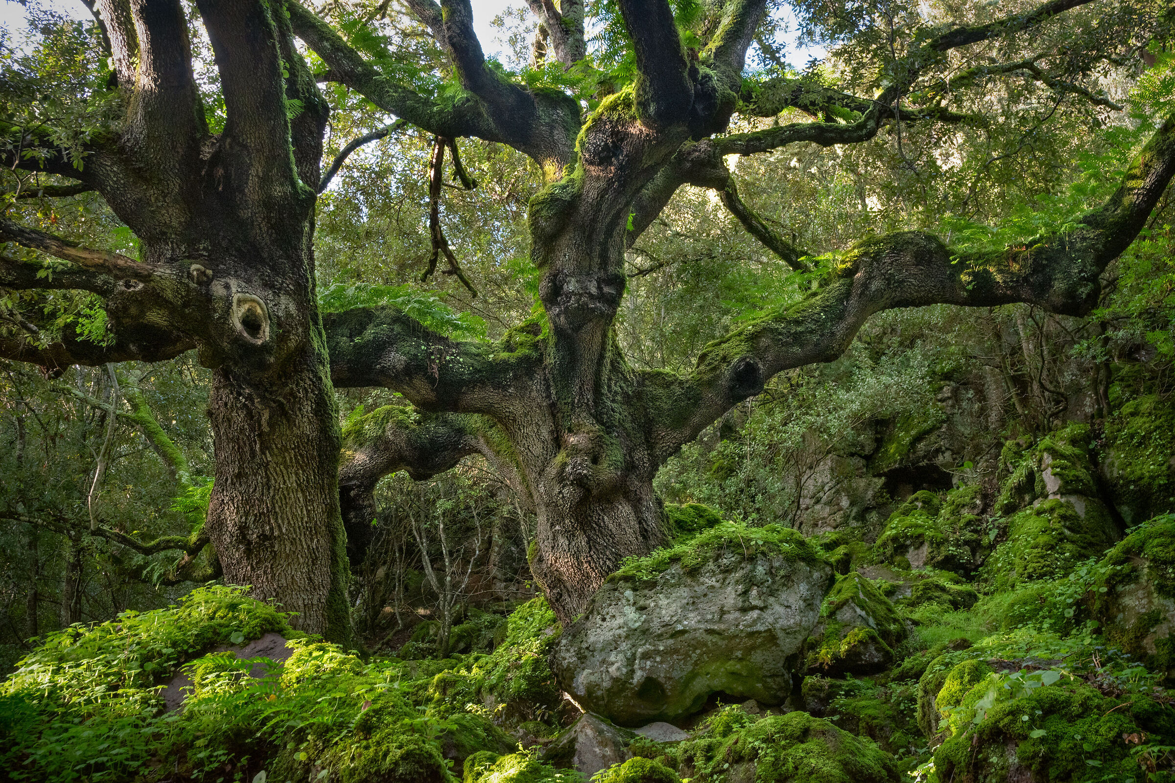 Sughera - Giara di Sini