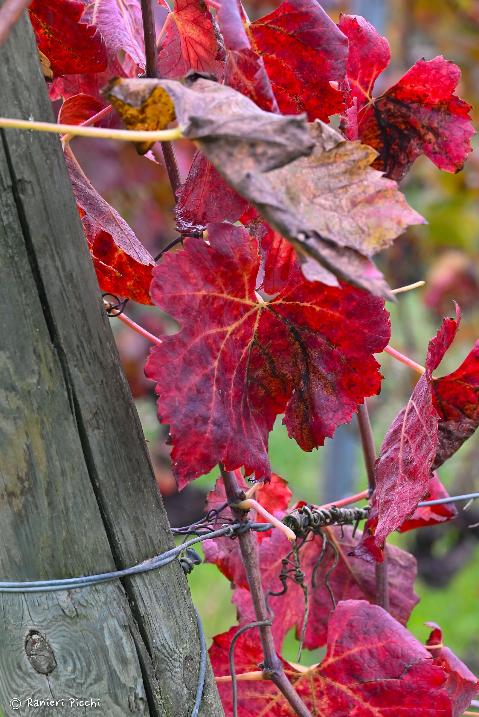 Rosso vino