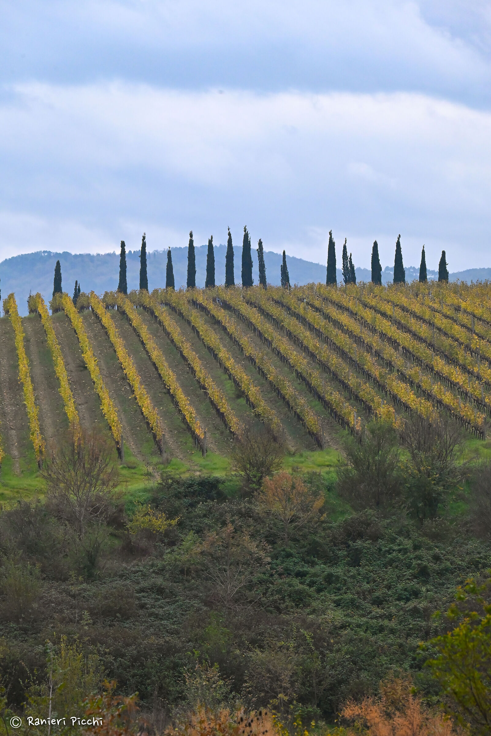 Cipressi e viti