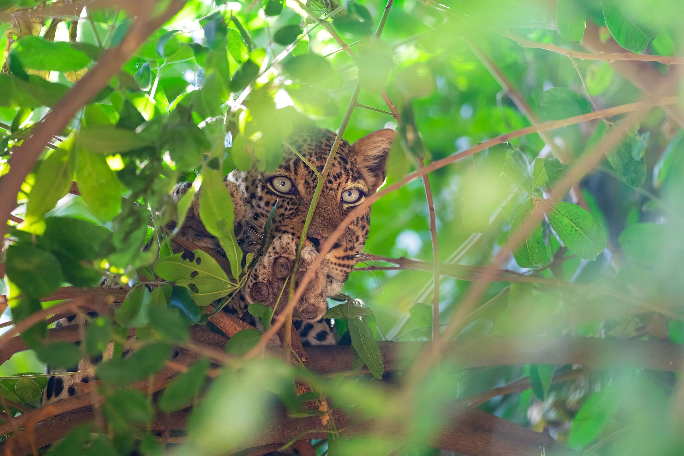 Eyes among the mahogany trees