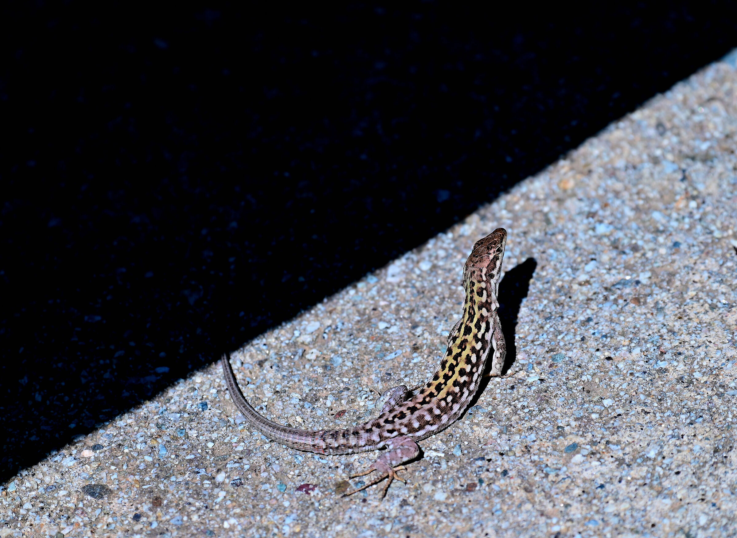 Indecisa se restare nella luce o nascondersi nell'ombra