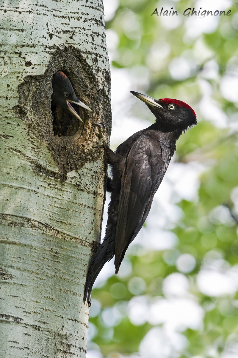 picchio nero Dryocopus martius