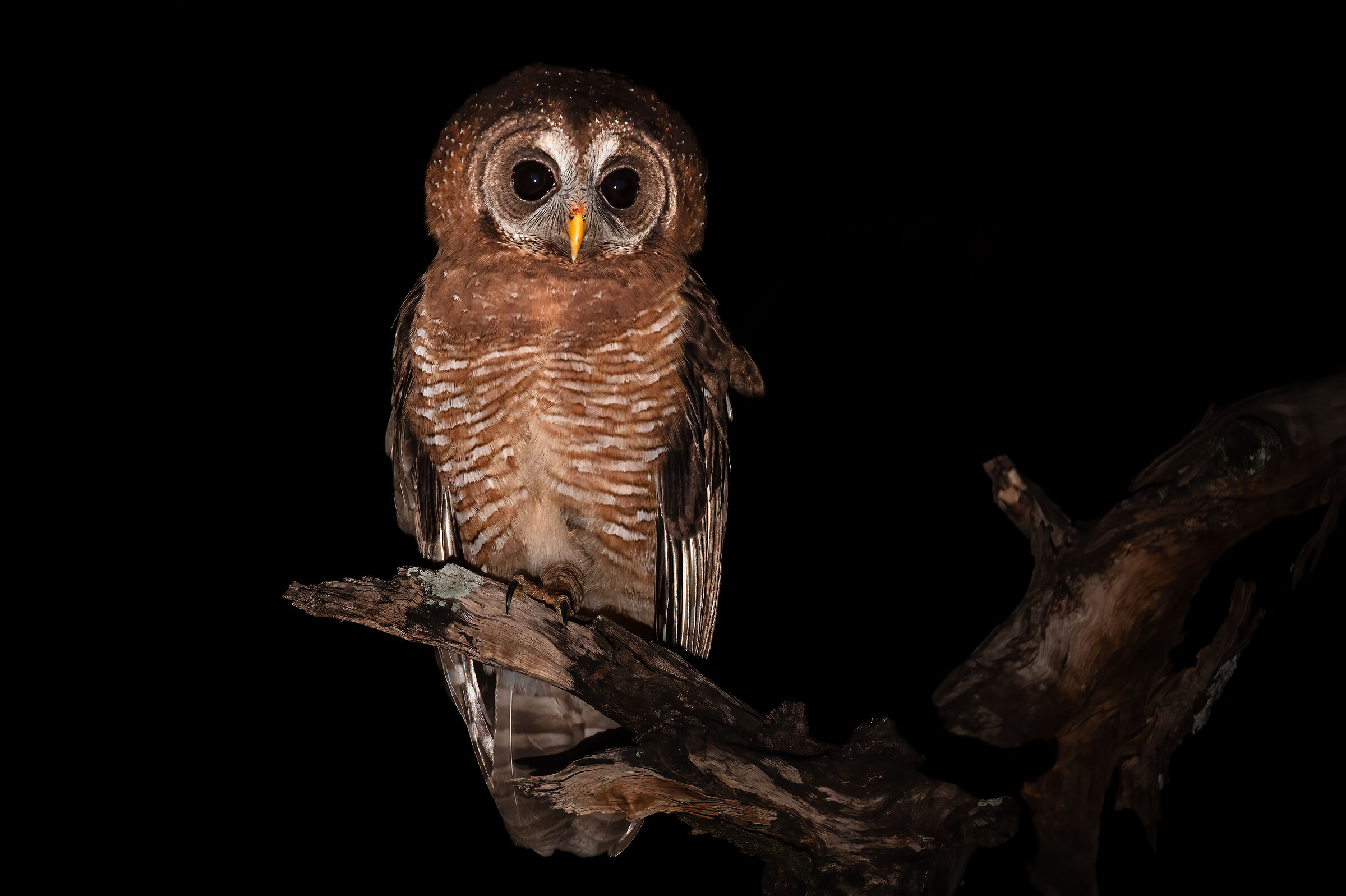African wood owl