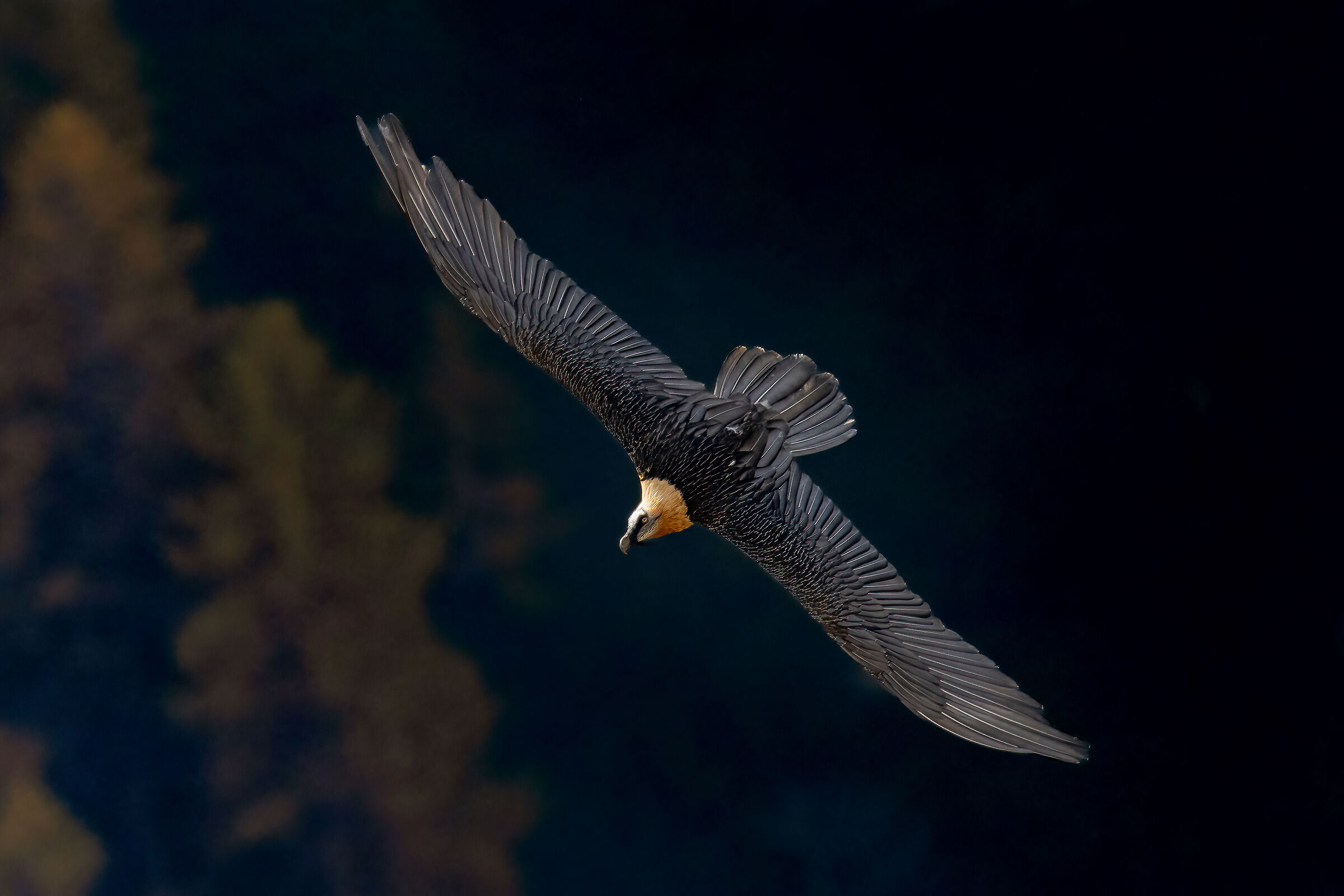 Gypaetus barbatus - Gran Paradiso National Park