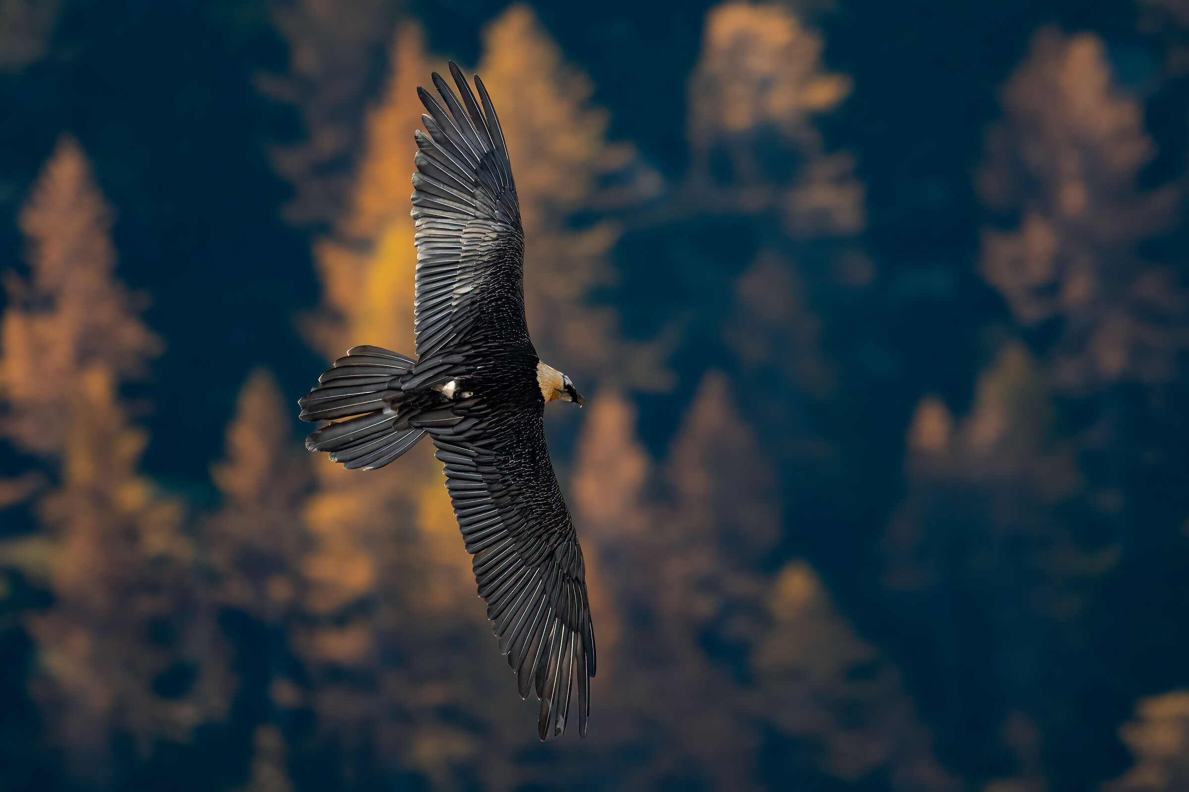 Gypaetus barbatus - Gran Paradiso National Park