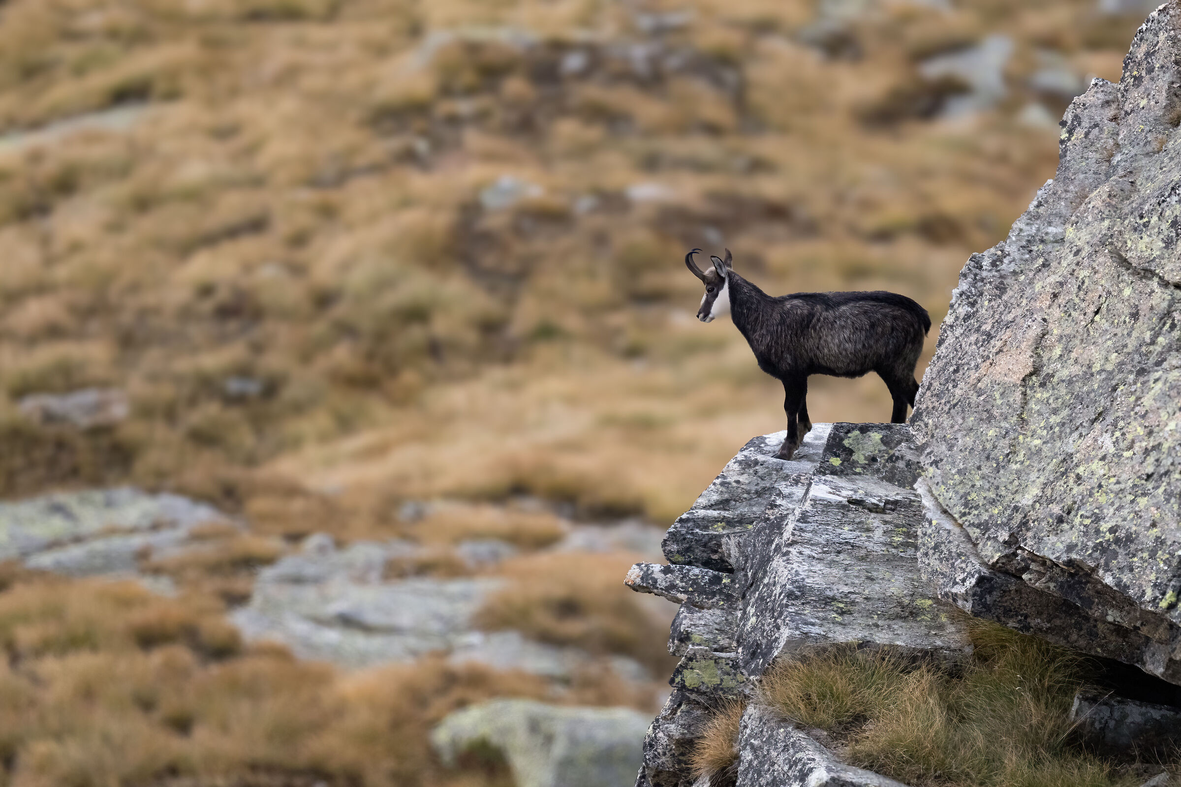 Chamois - Gran Paradiso National Park