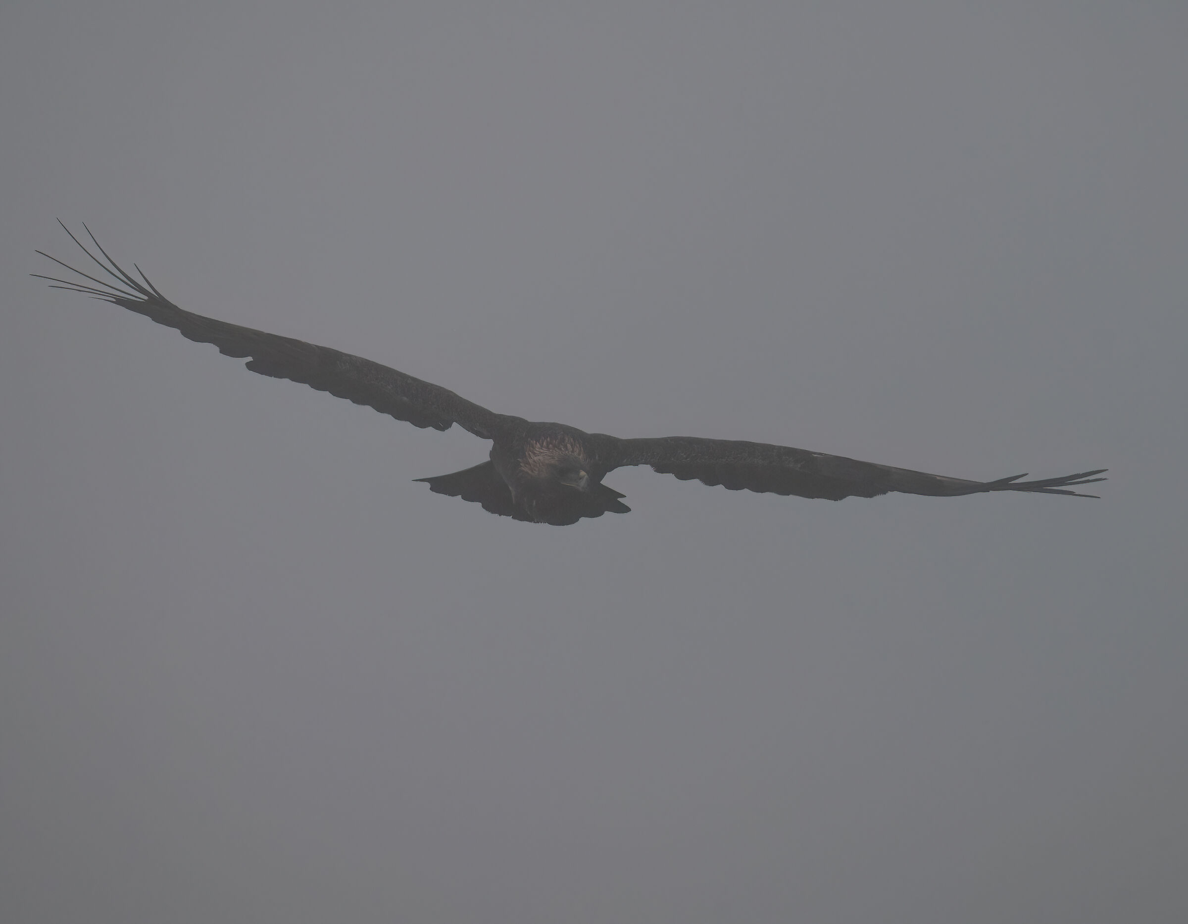 Sardinian golden eagle in the fog