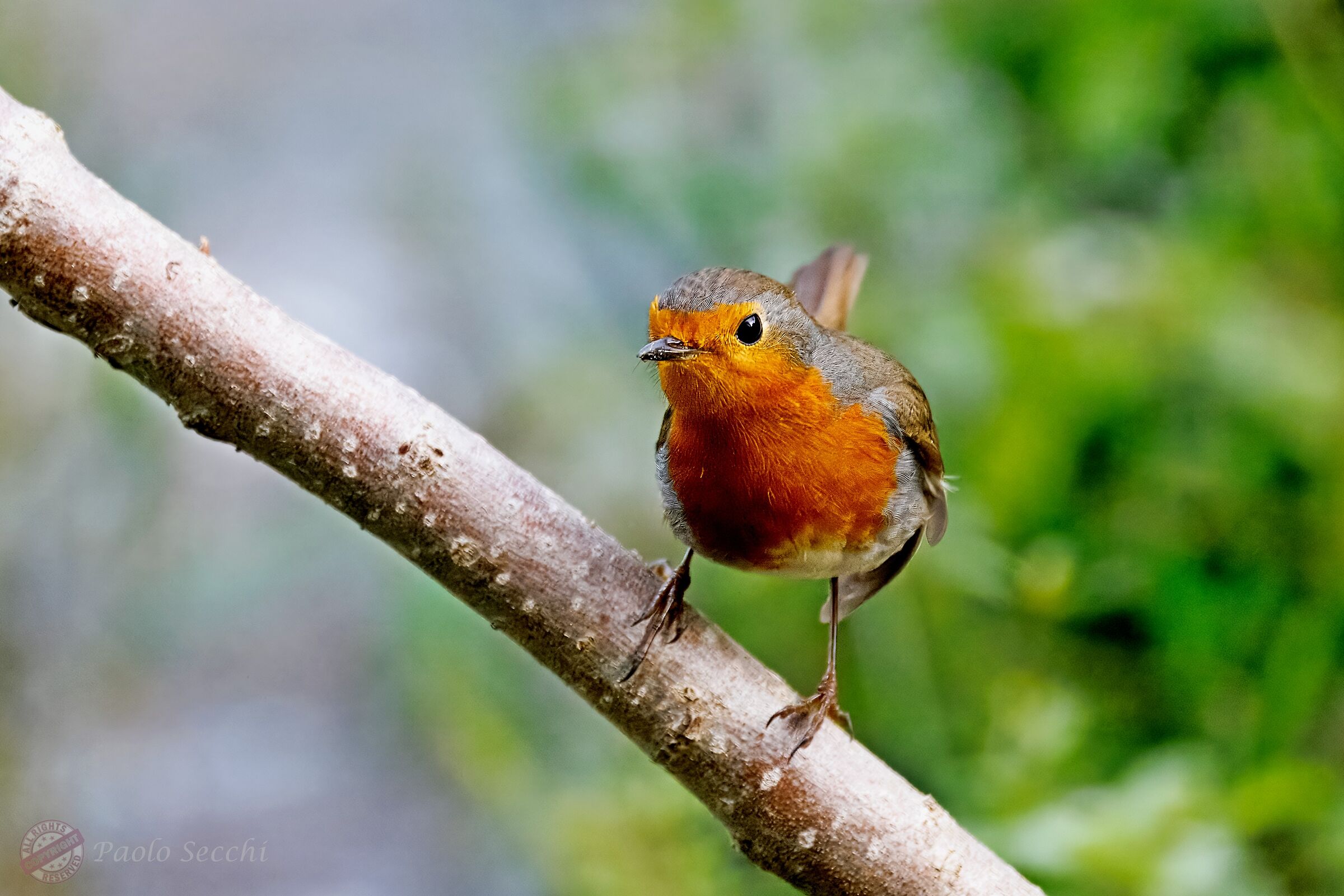 Erithacus rubecula (Robin)