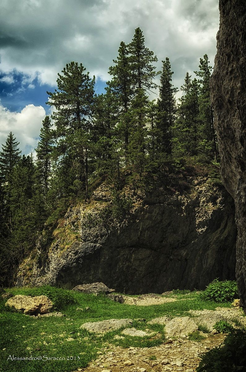 Fir trees in Trentino