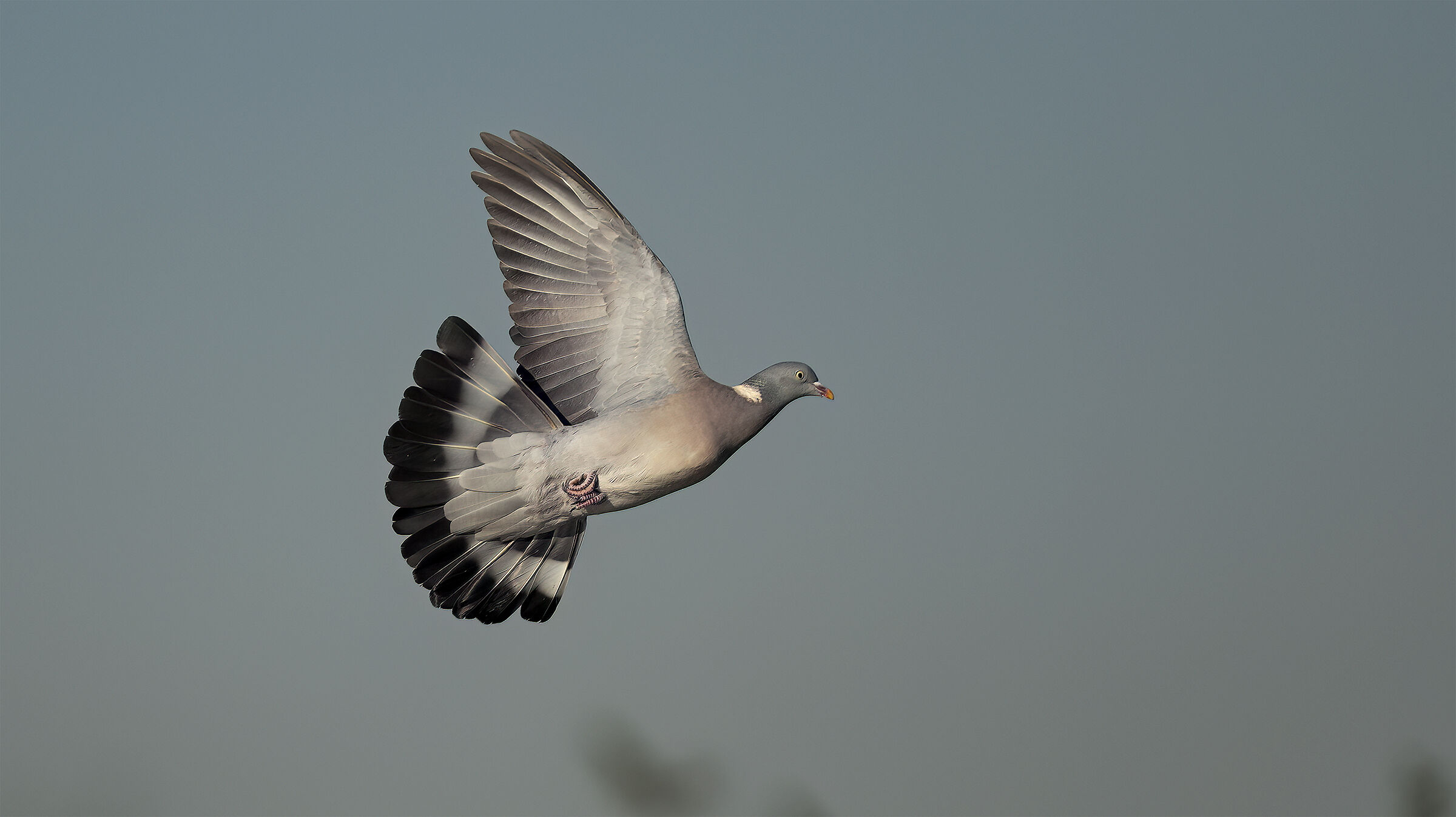 prove con il 300 gm2