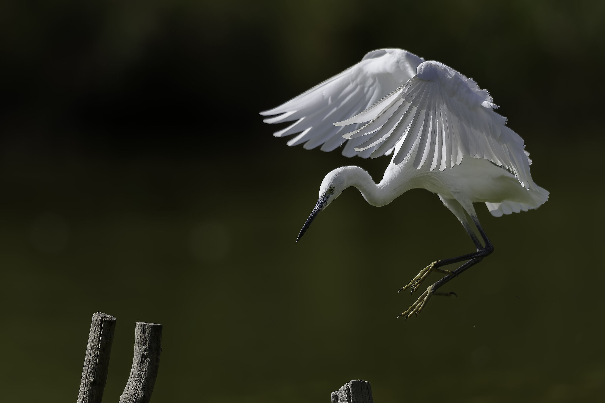 Landing in a few centimeters