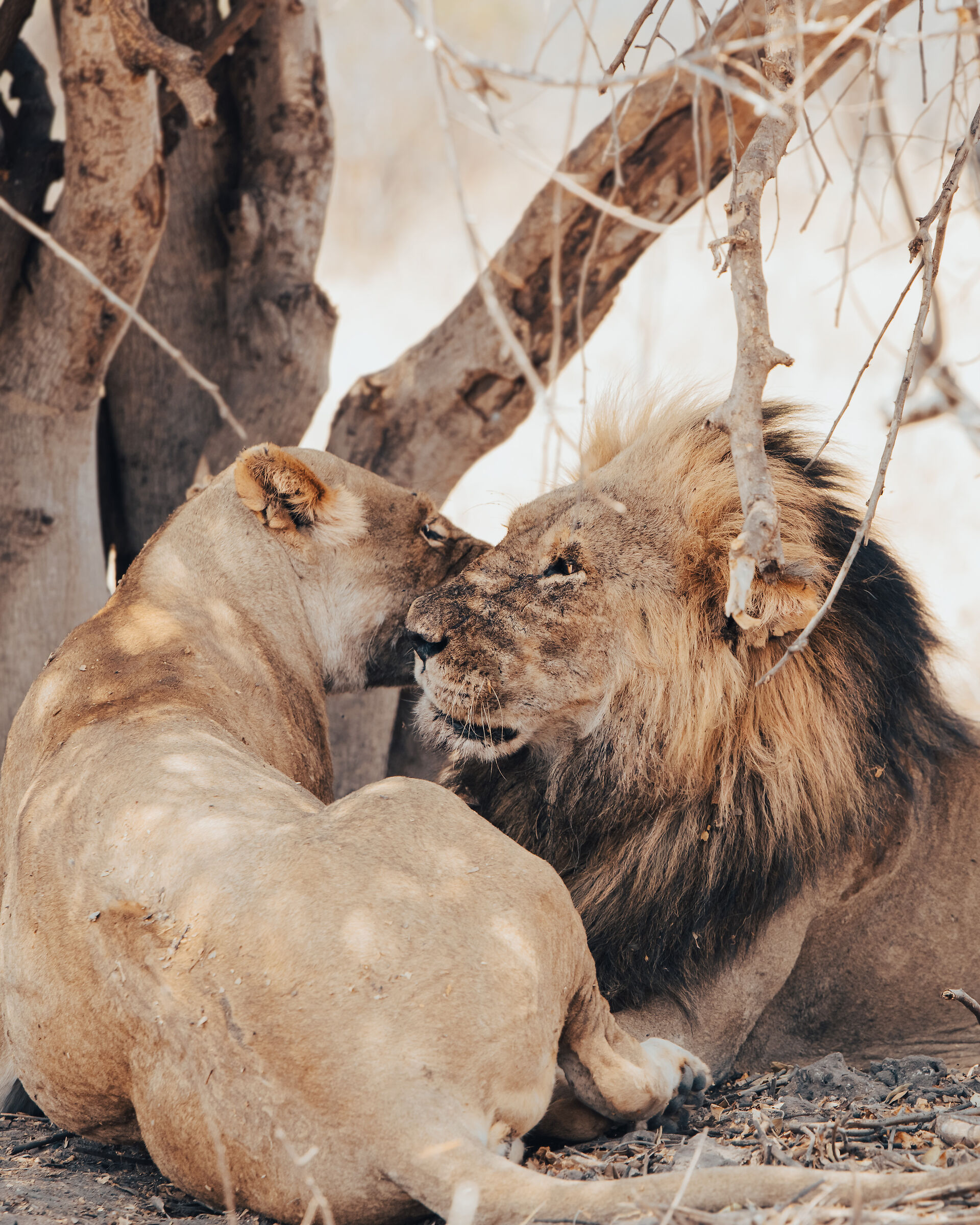 La dolcezza del predatore