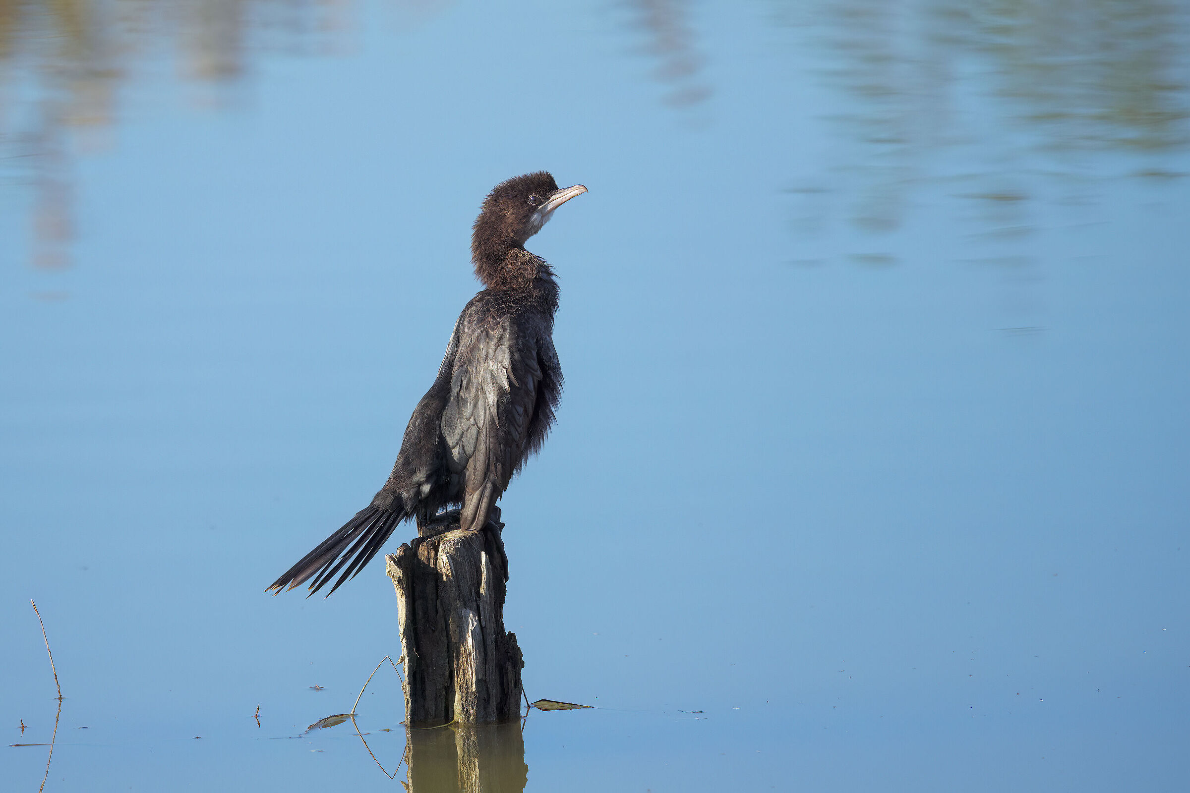 Cormorant