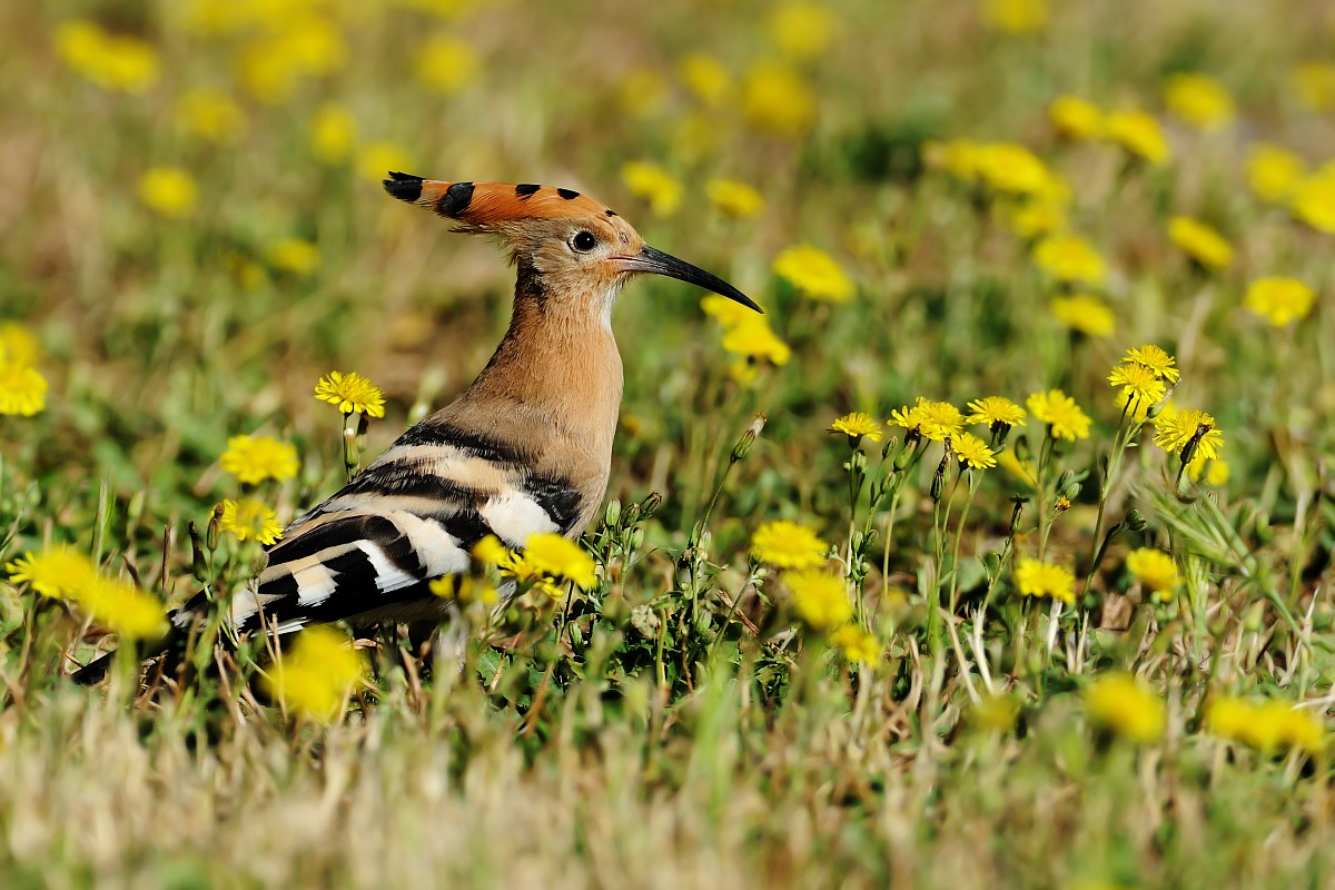 Hoopoe