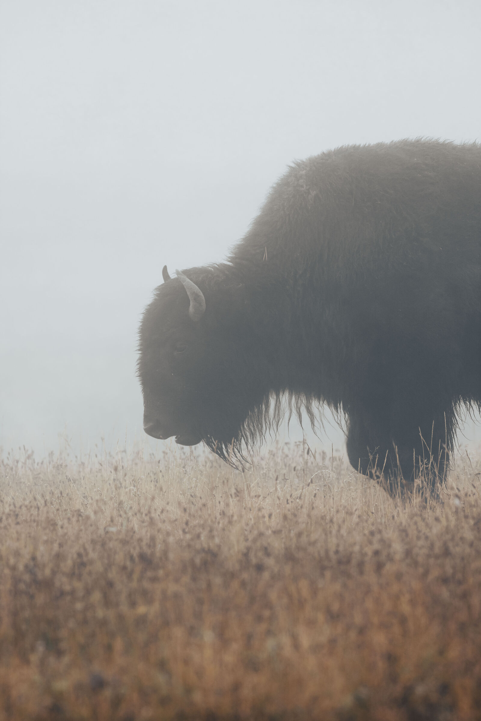 Autumn morning in Yellowstone