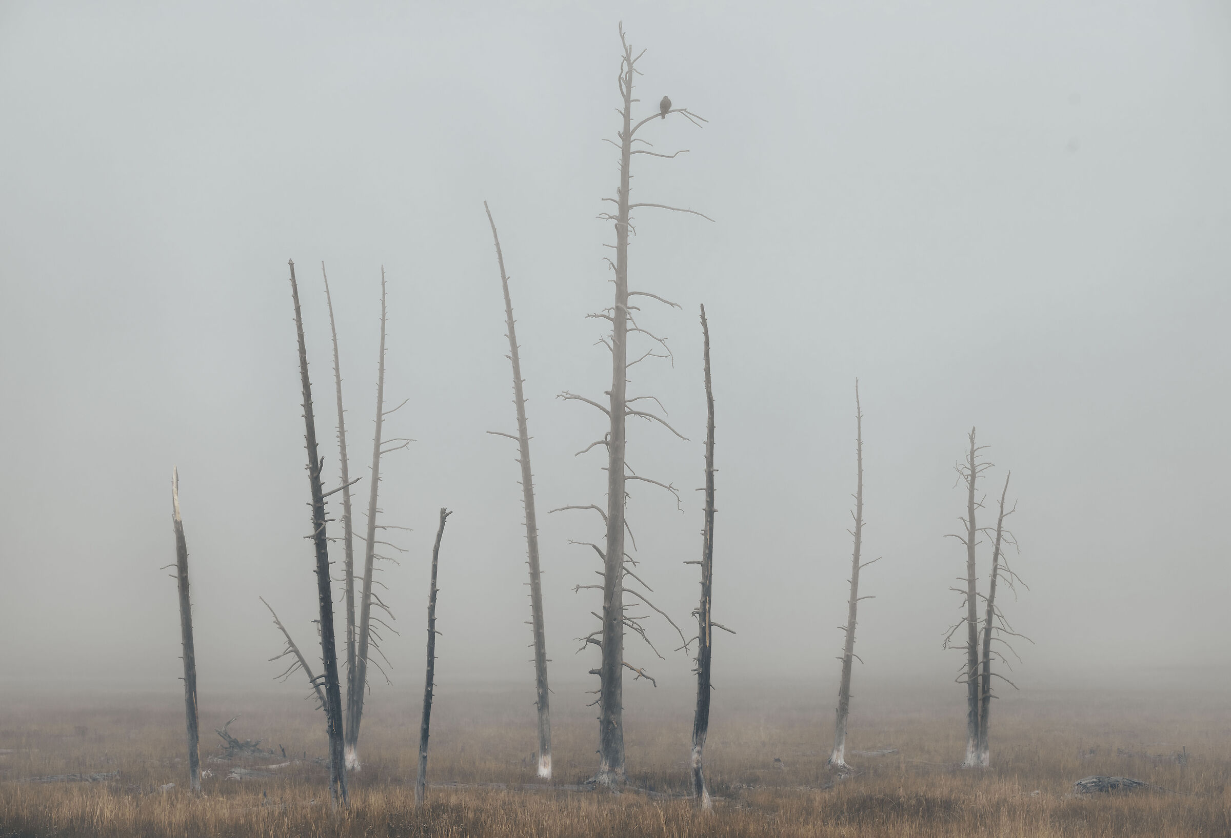 Autumn morning in Yellowstone