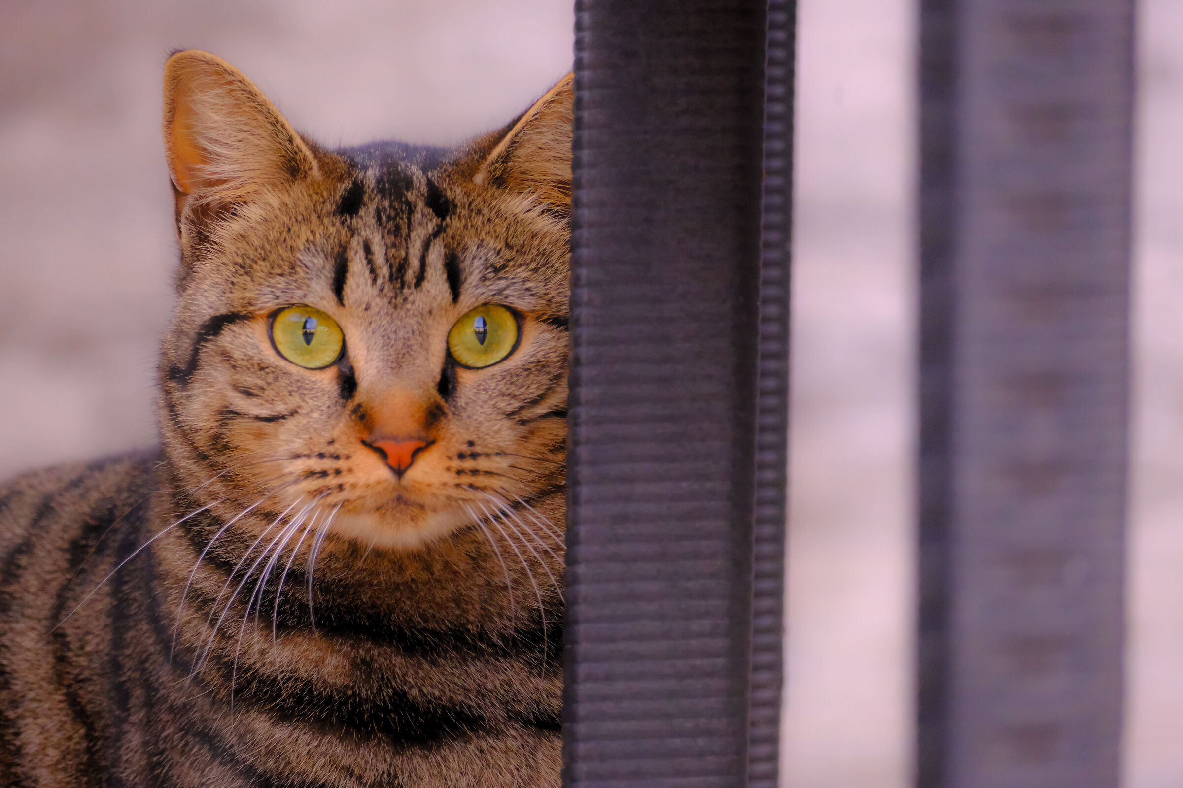 Ritratto felino