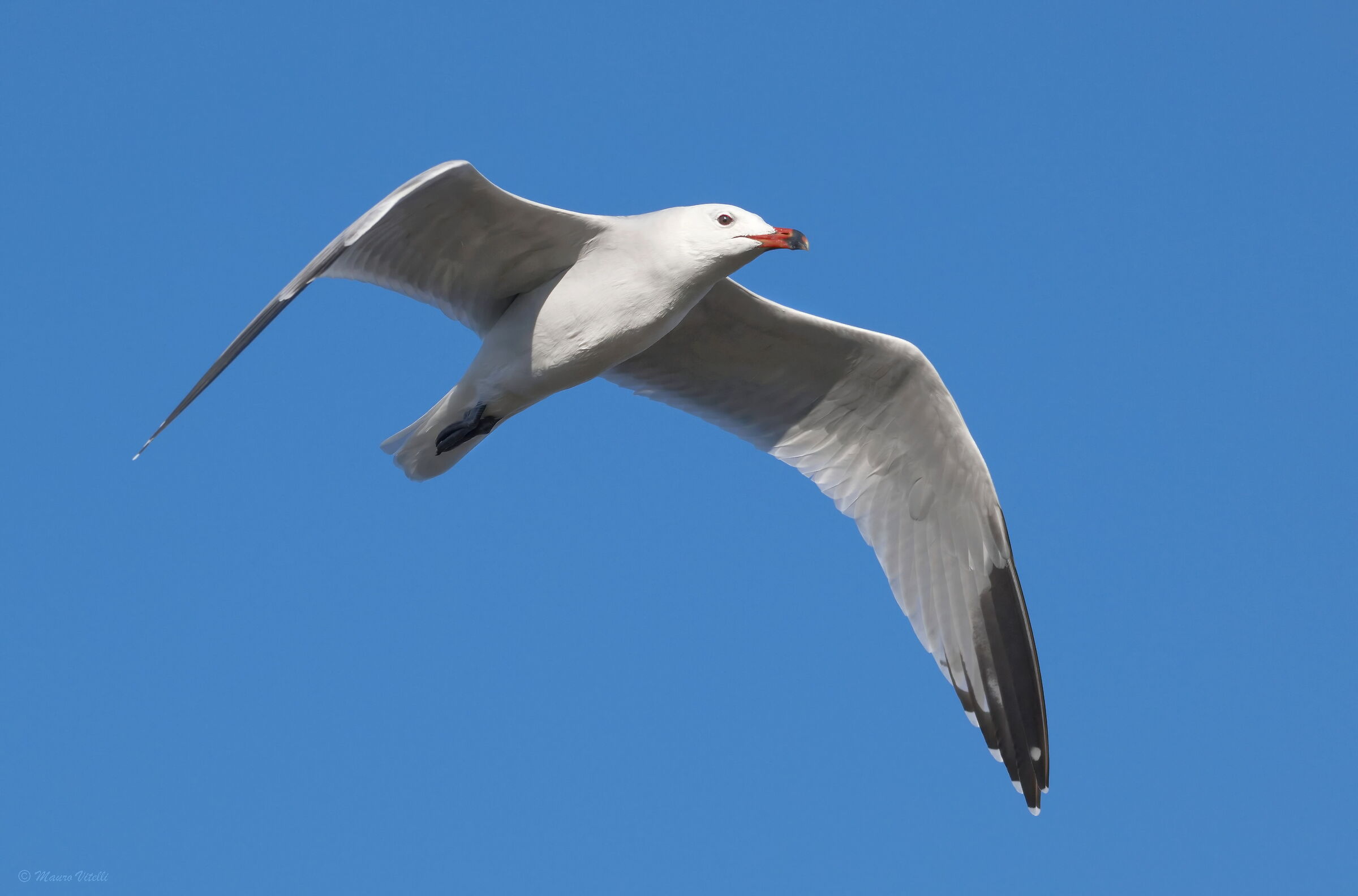 Audouin's Gull (Ichthyaetus audouinii)