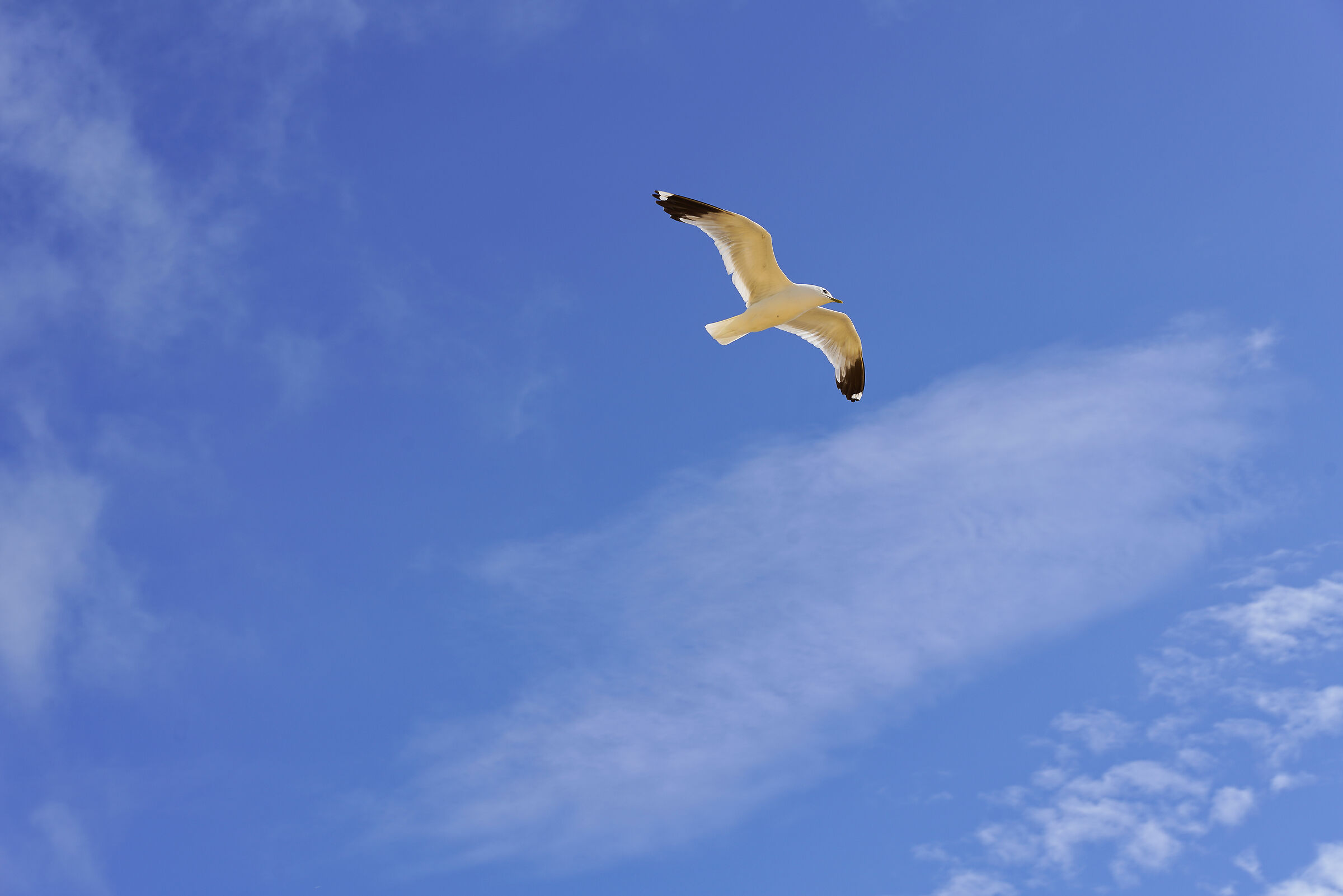 ..come gabbiano va dalla riva verso l'azzurro...