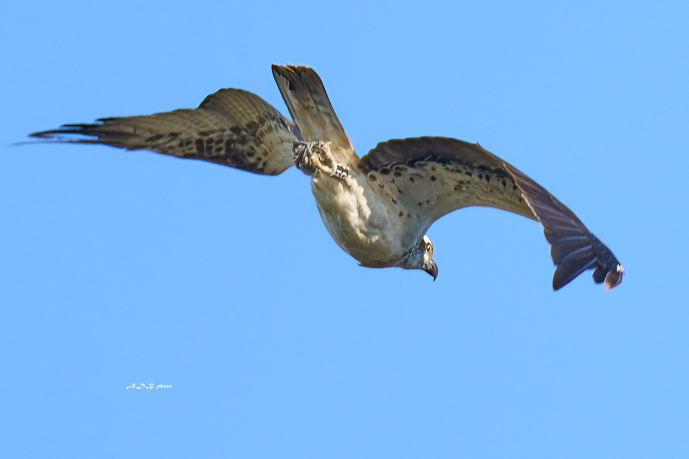 Falco pescatore in caccia