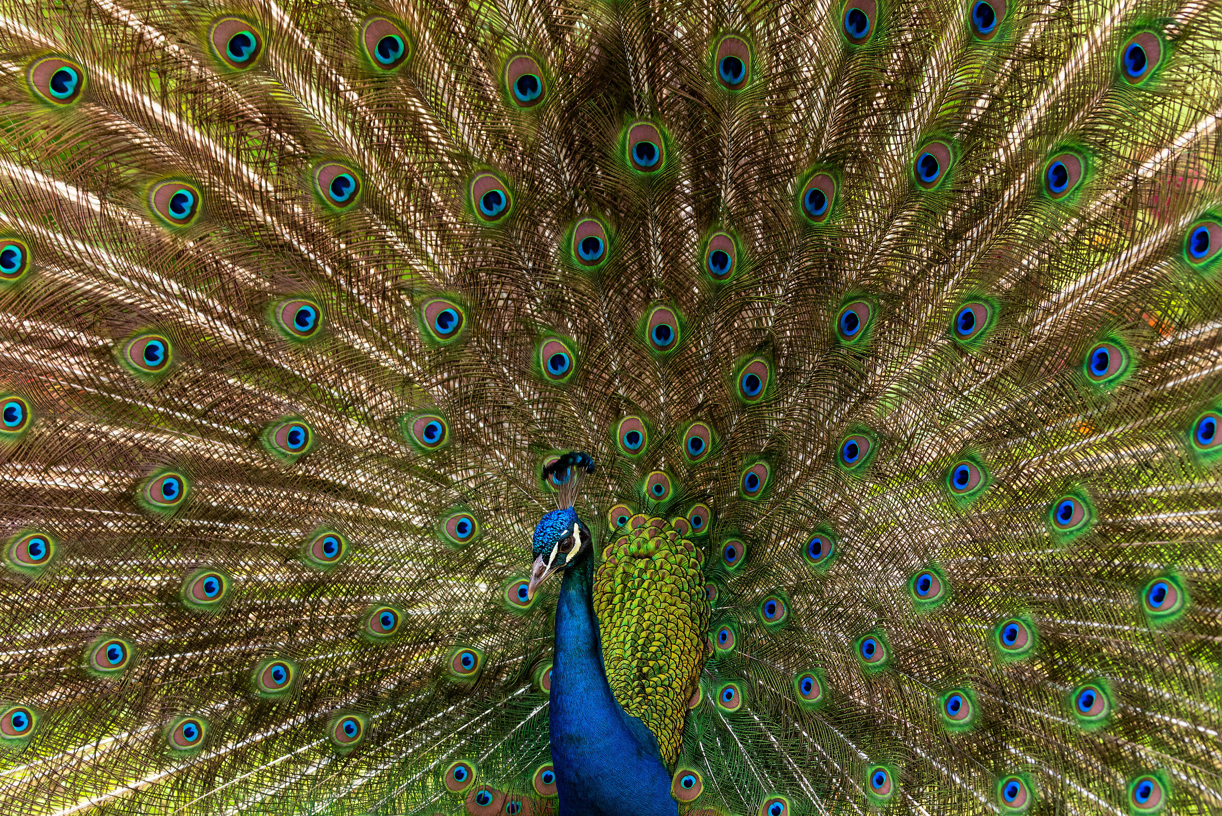His Majesty the Peacock