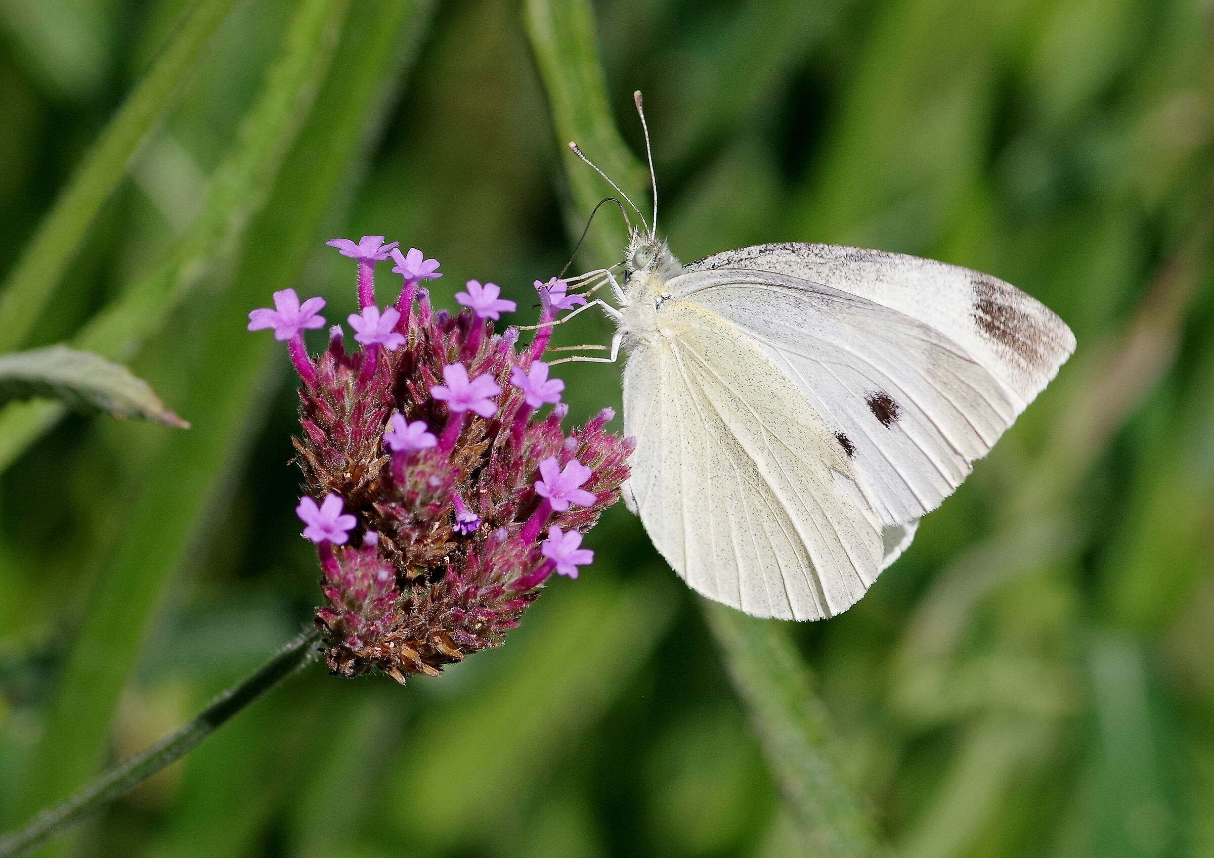 butterfly white