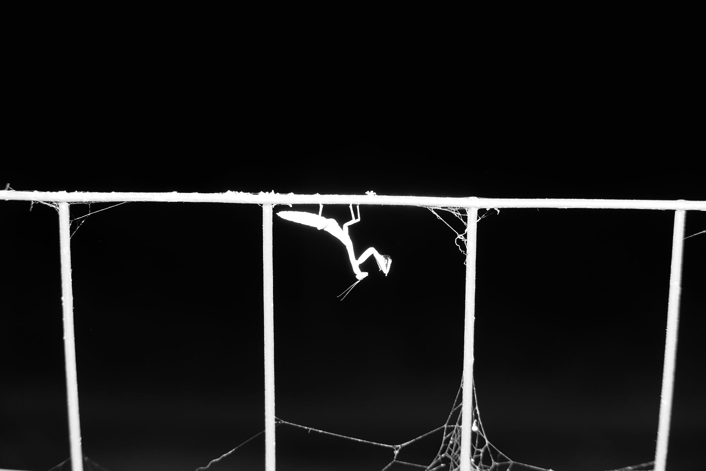 Mantis
