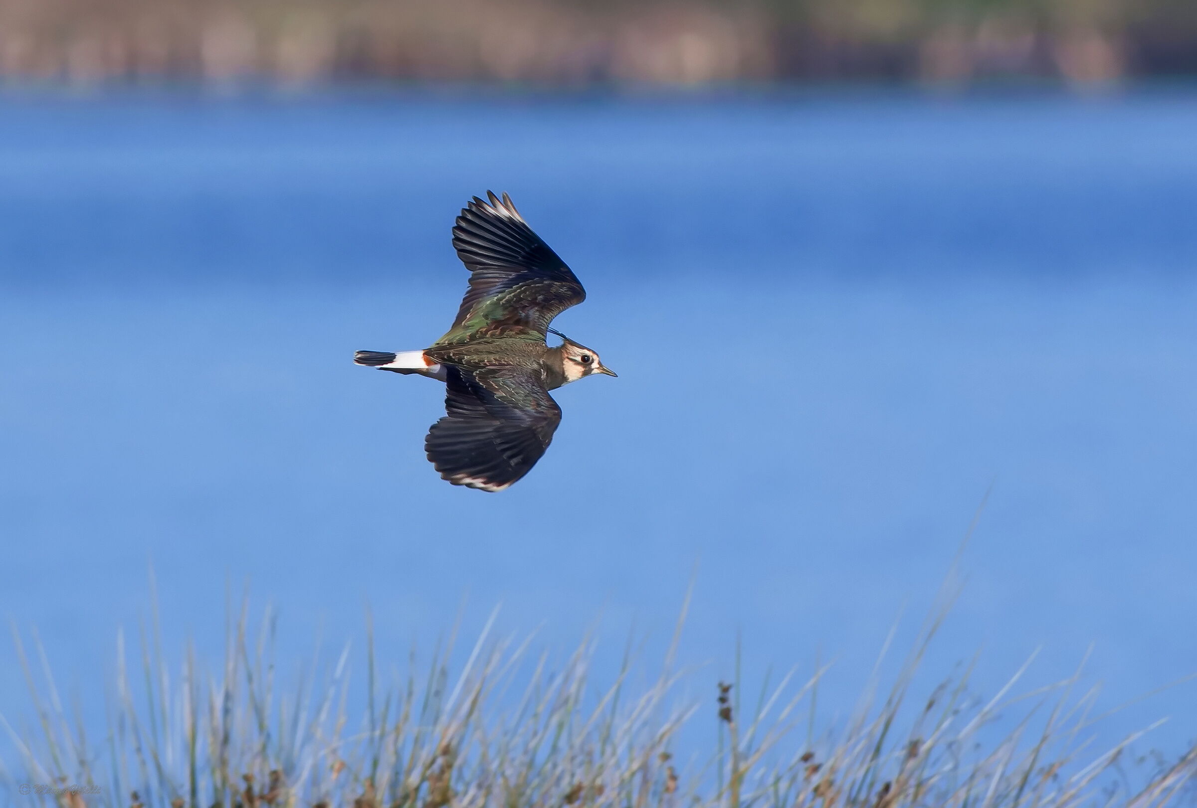Lapwing (Vanellus vanellus)