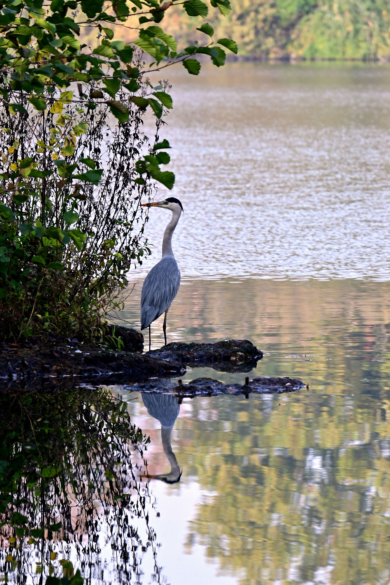 Grey heron