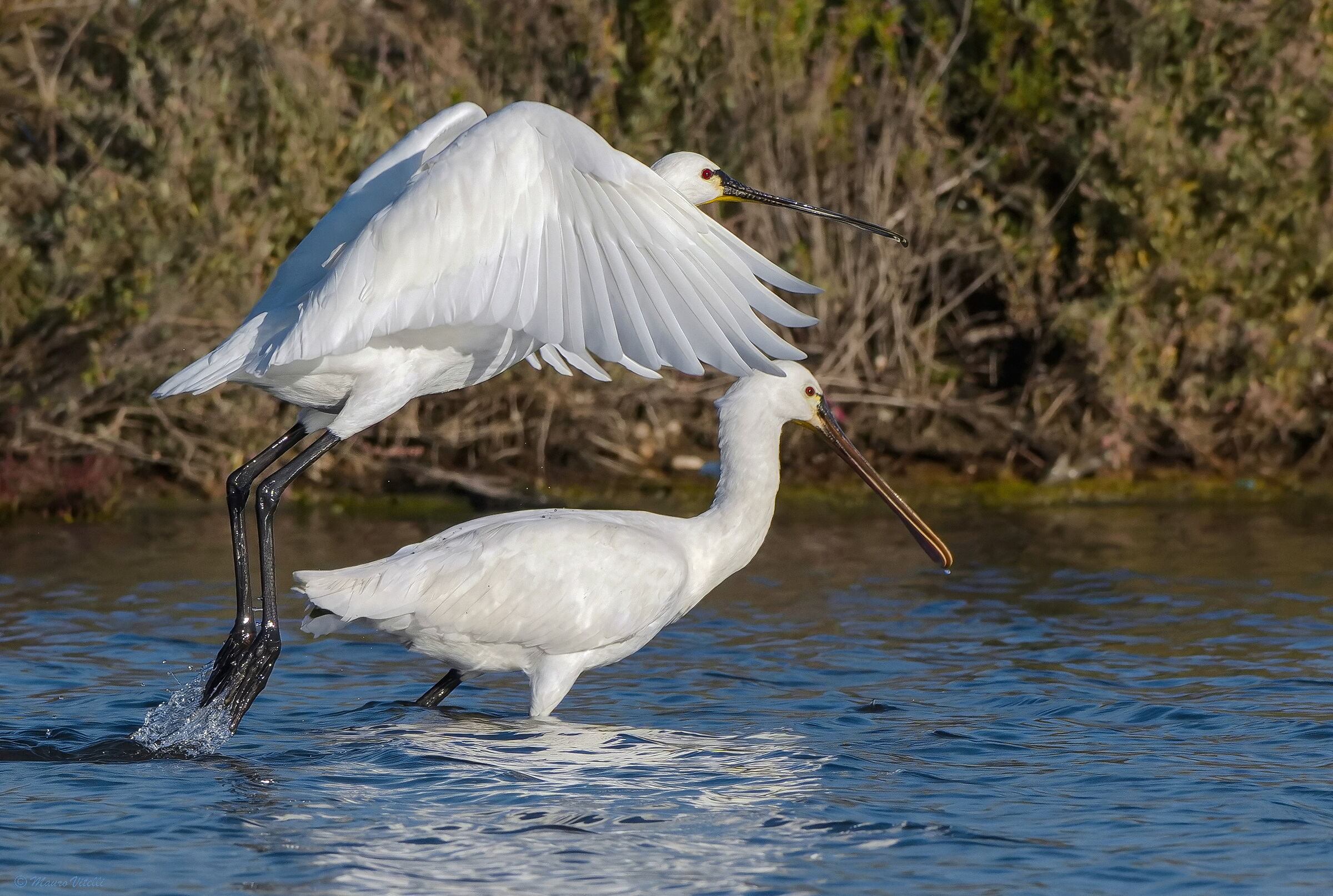 Spoonbills (Platalea leucorodia)