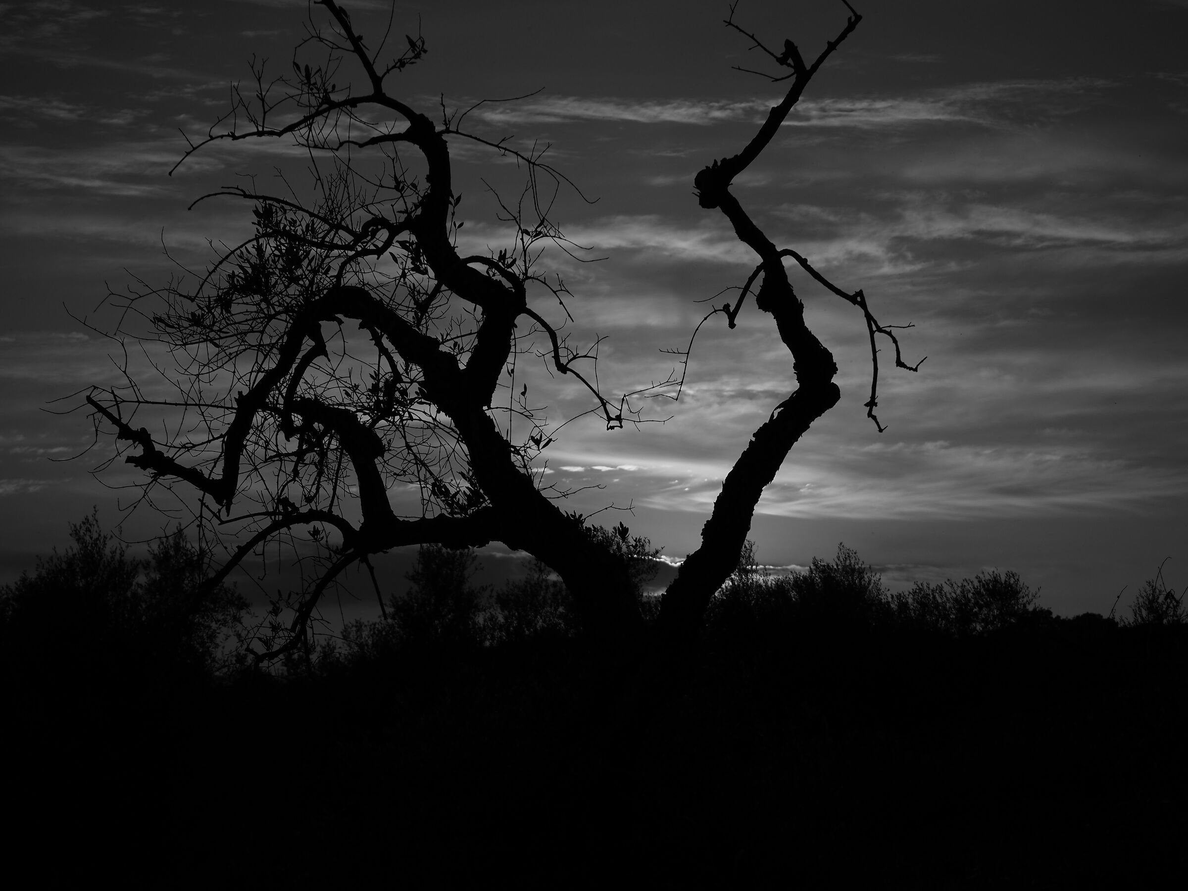 Skeletal tree b/w