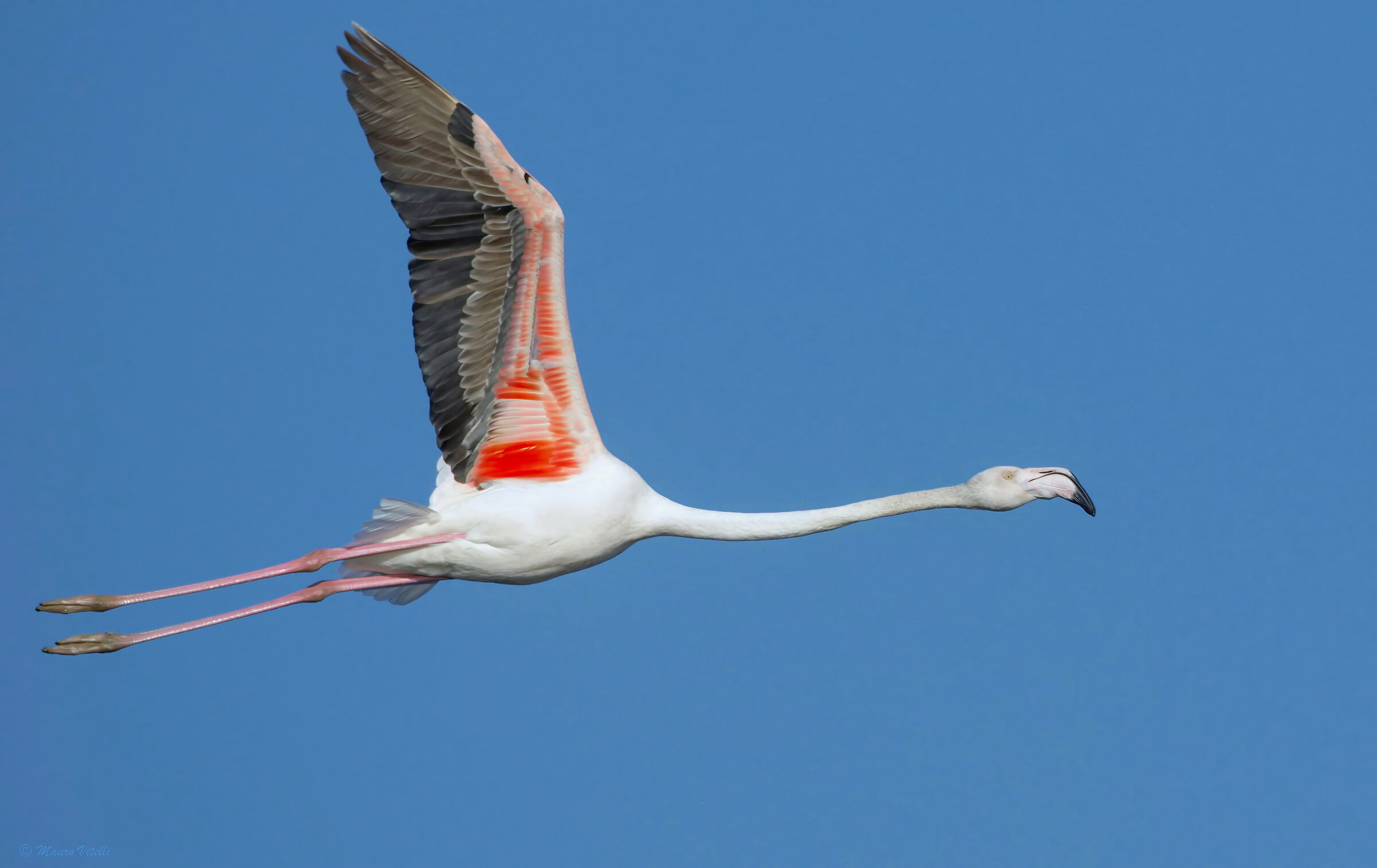 Flamingo (Phoenicopterus roseus)