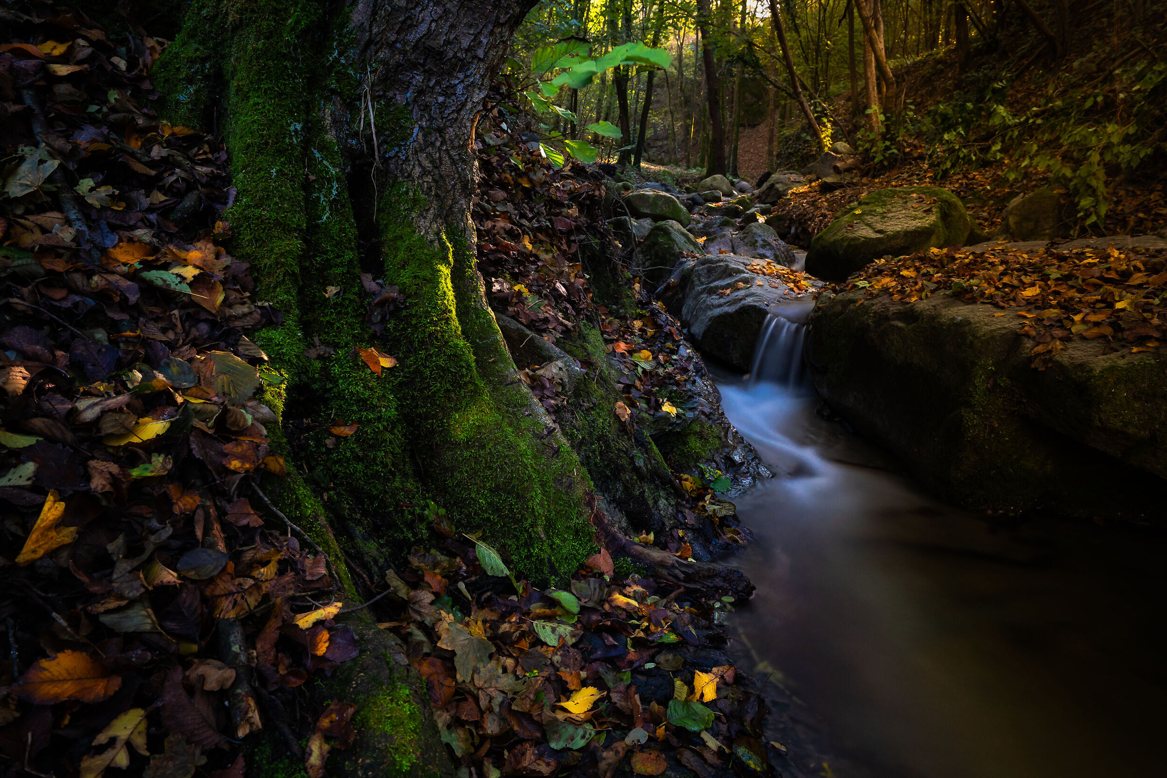 Little stream on the woods