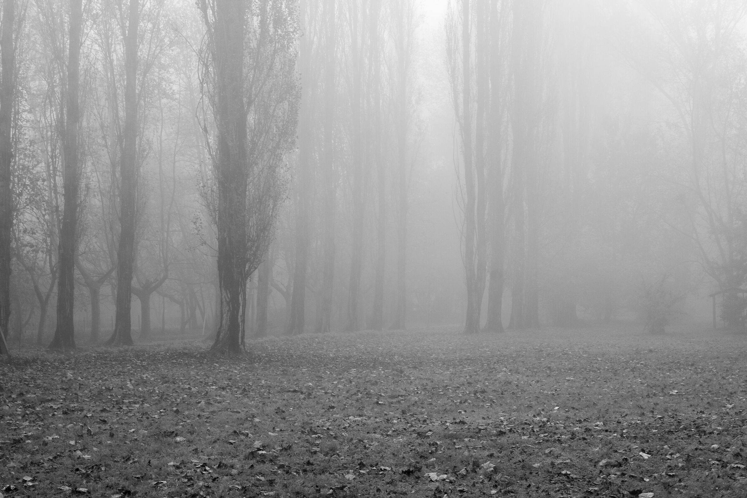 In the fog