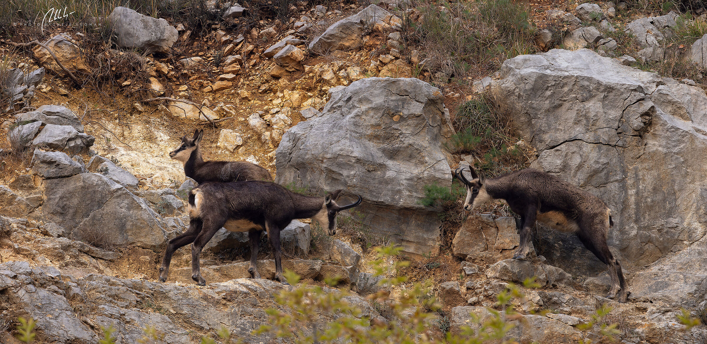 Rupicapra rupicapra (Alpine chamois)