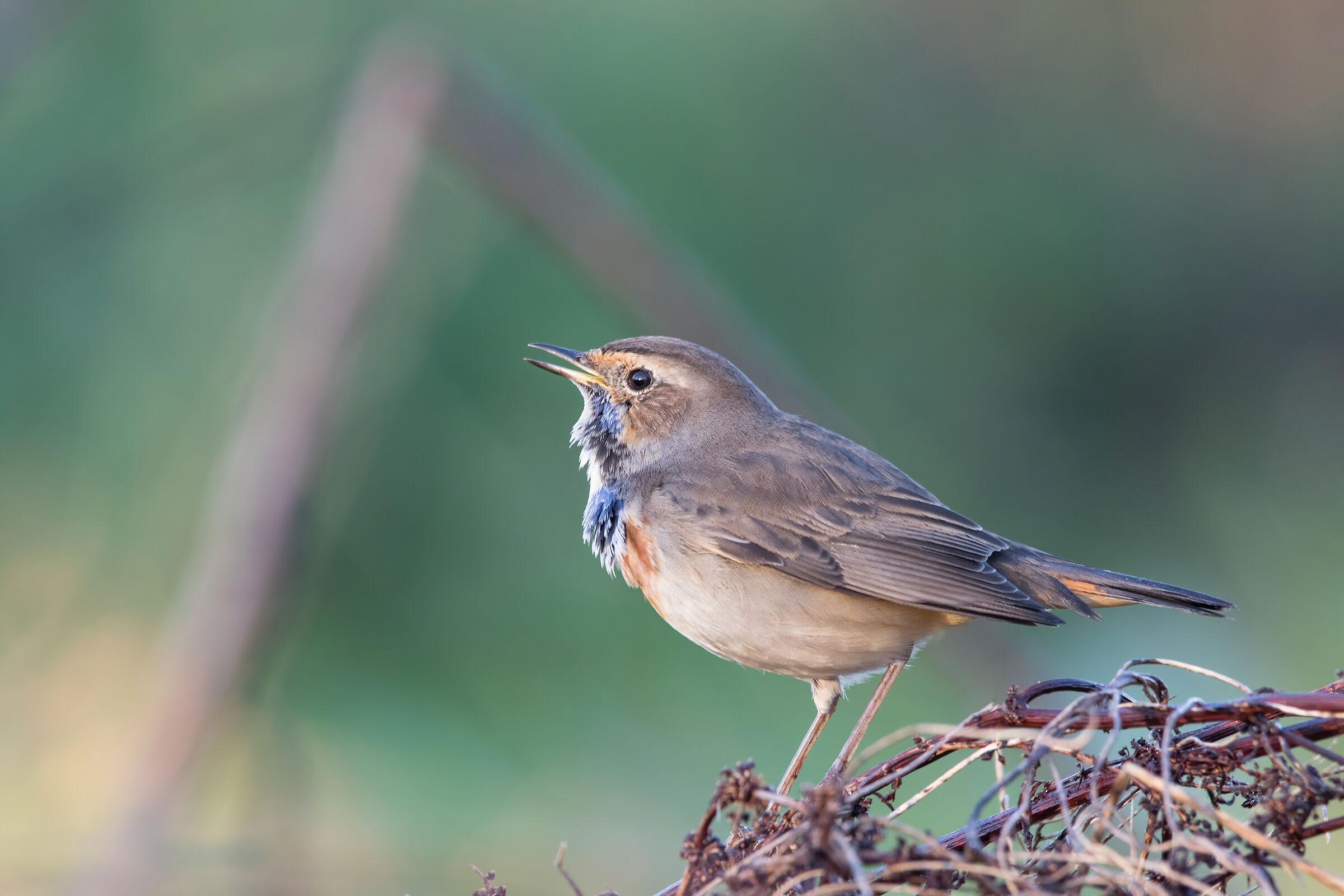 Pettazzurro (Luscinia svecica)