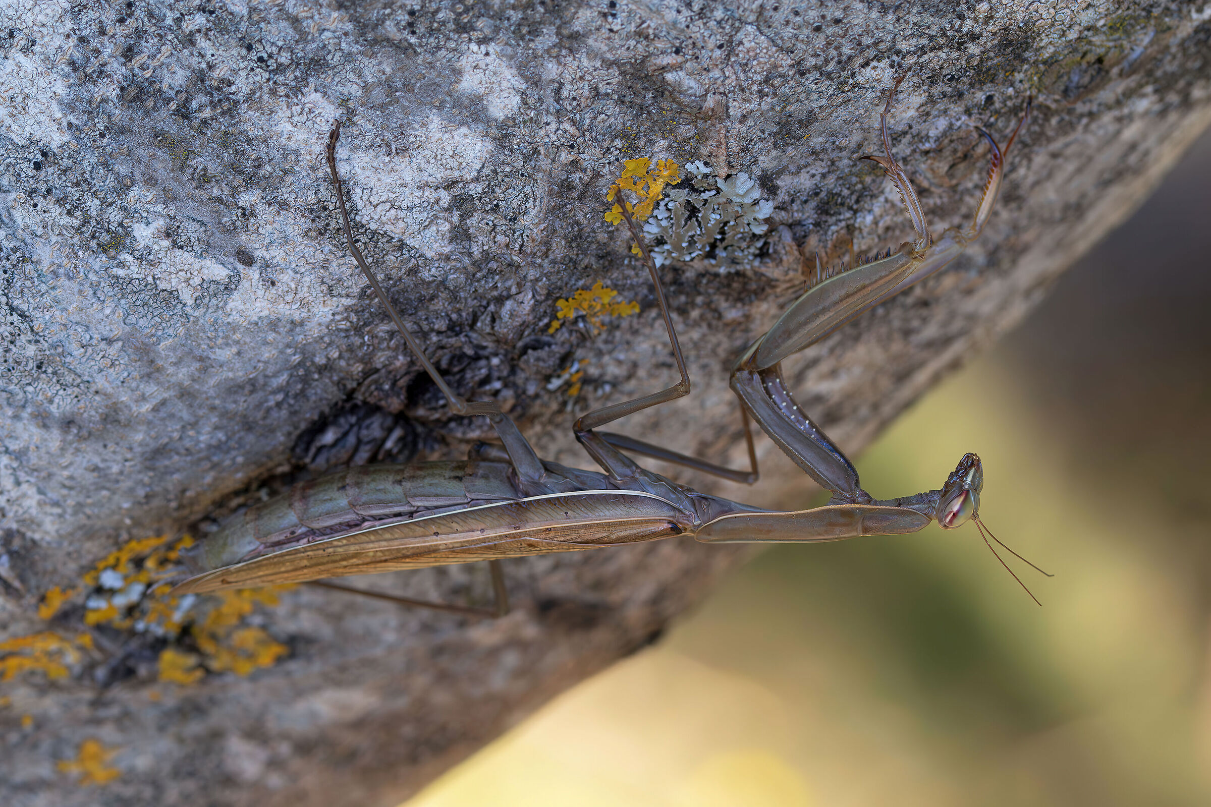 Mantis religiosa