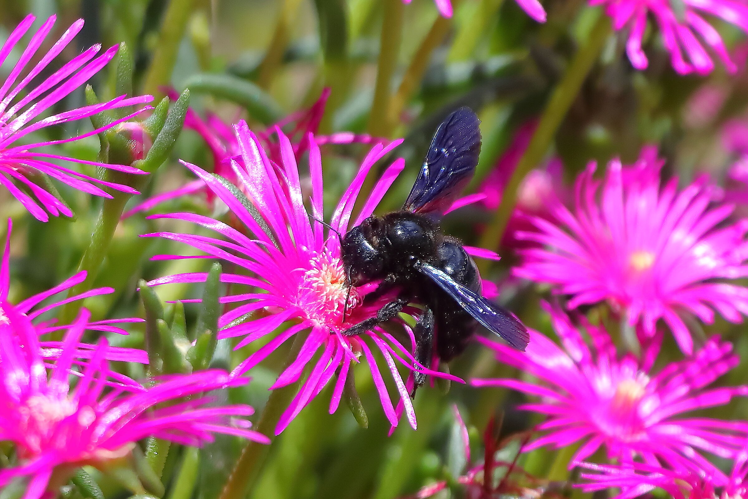 Ape Legnaiola 02 luglio 2024 - 0029