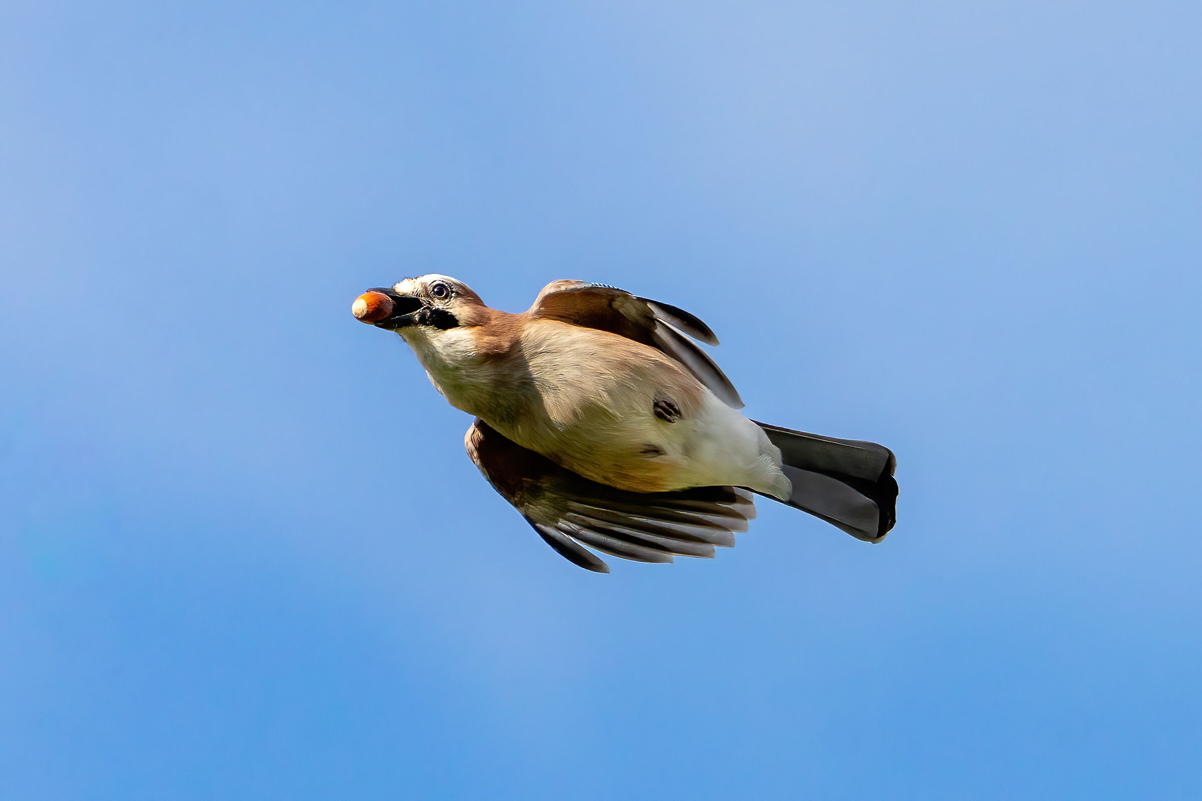 Jay (Garrulus glandarius)