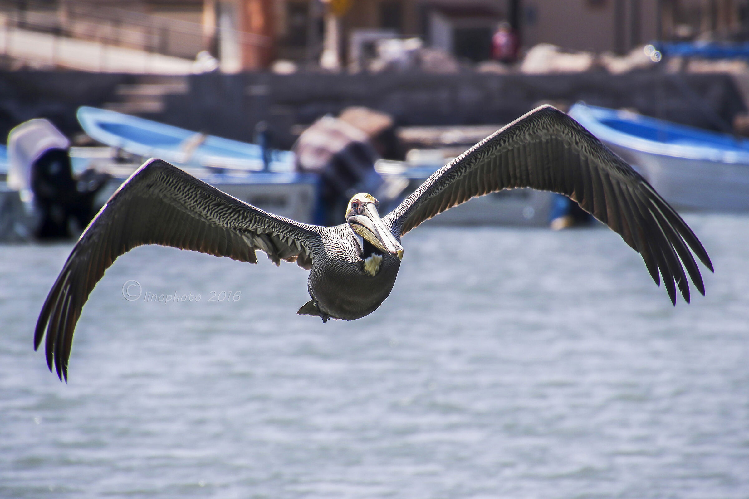 Pellicano bruno - Baja California
